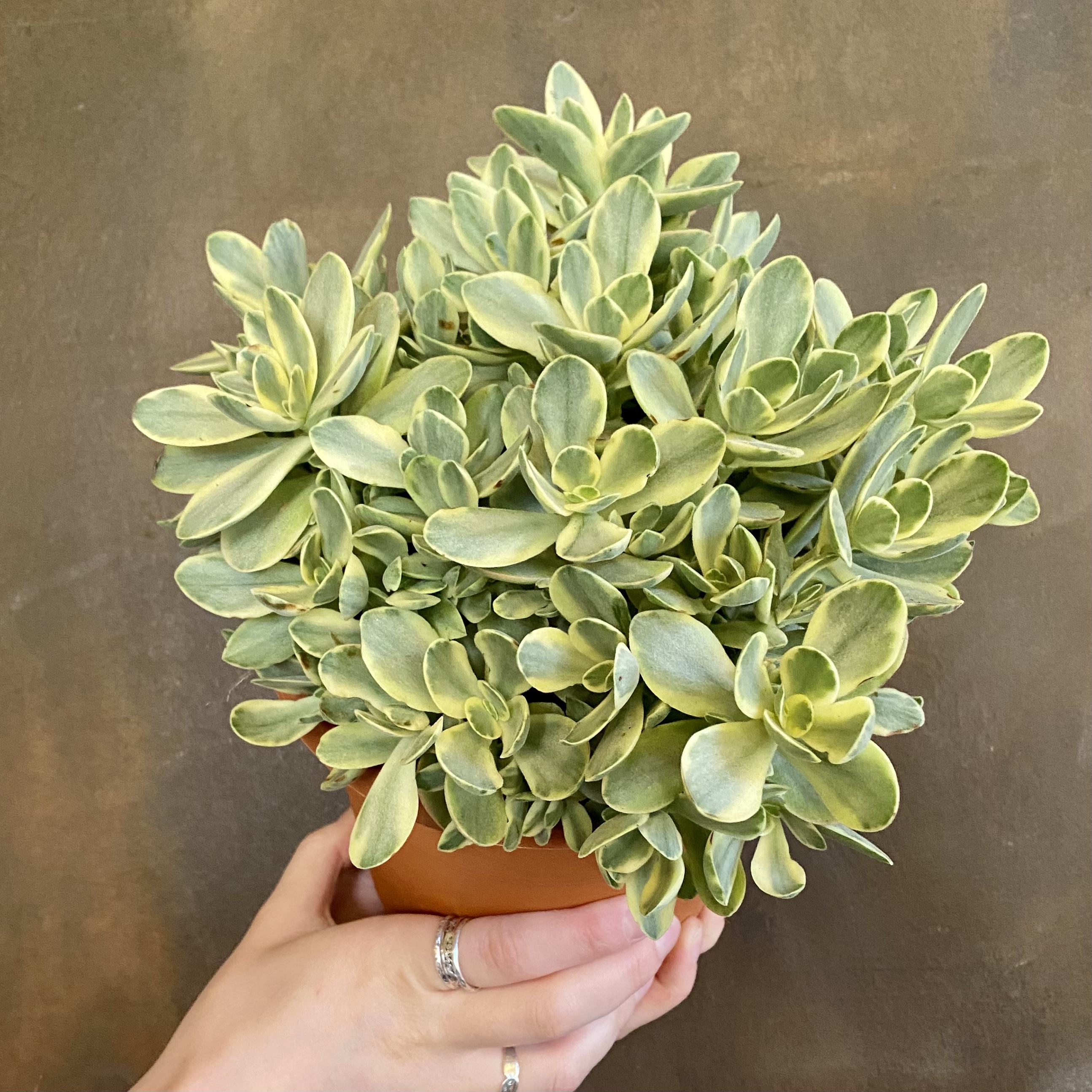 Crassula Swaziensis ‘variegata’ Grow Urban