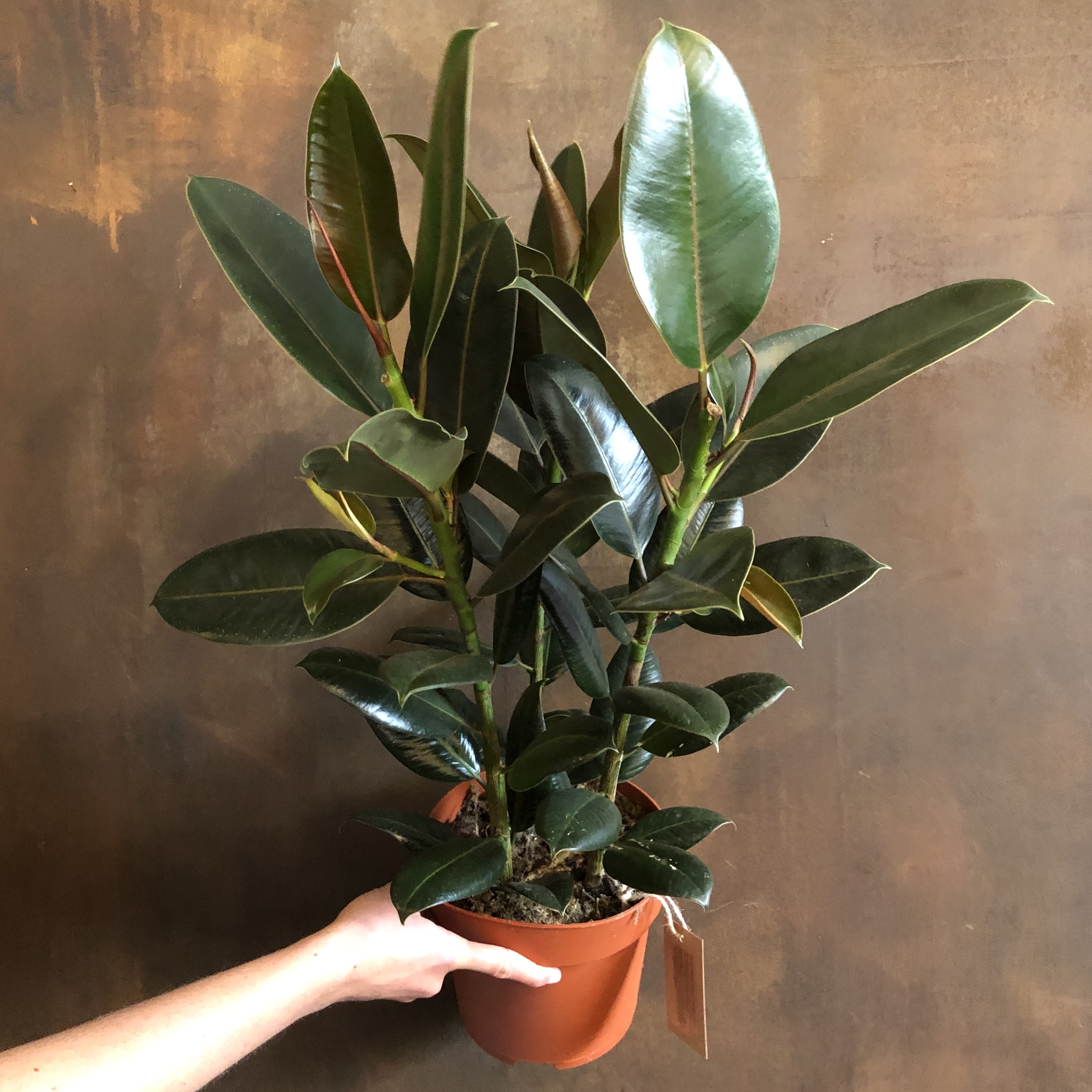 ficus