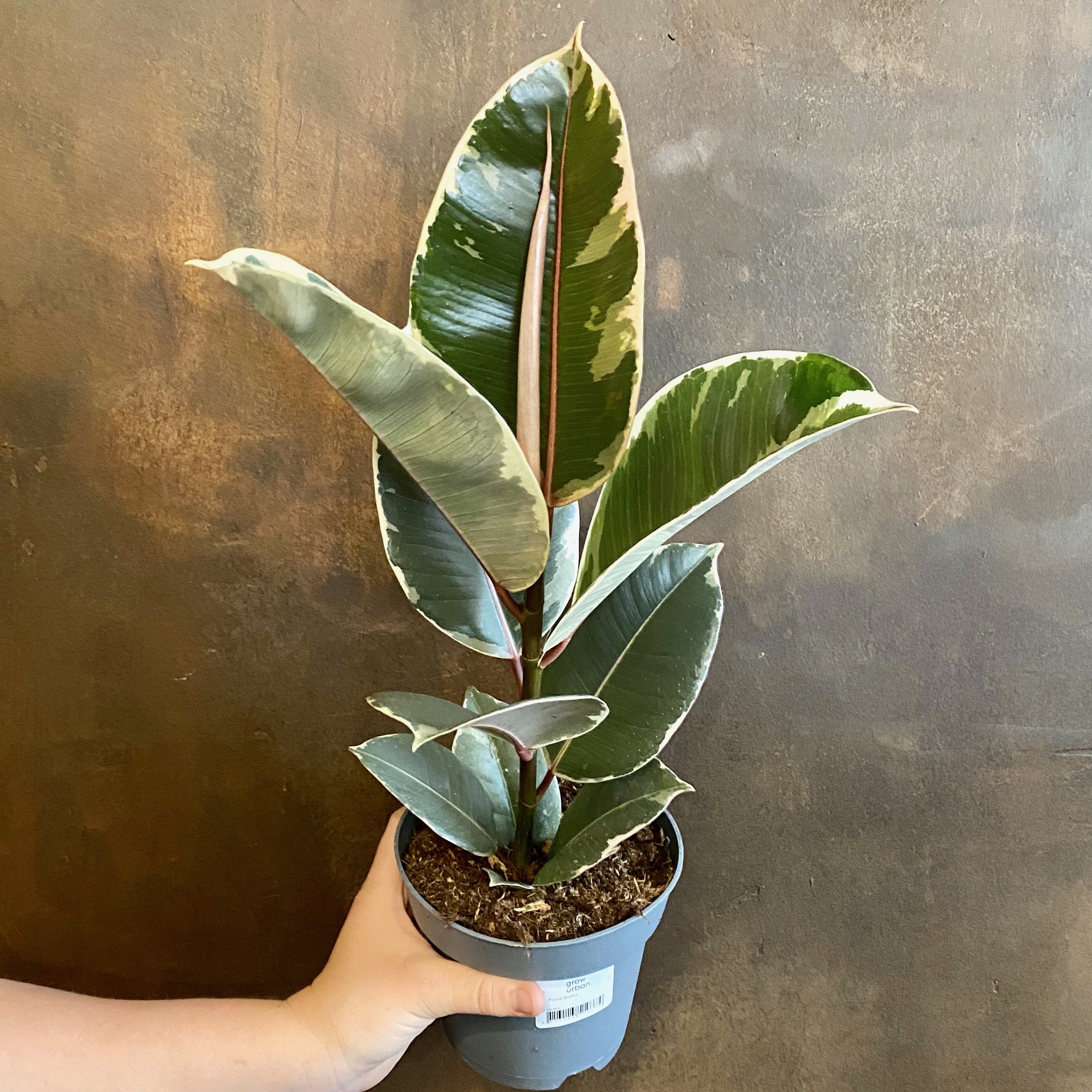 ficus-elastica-tineke-14cm-pot-grow-urban