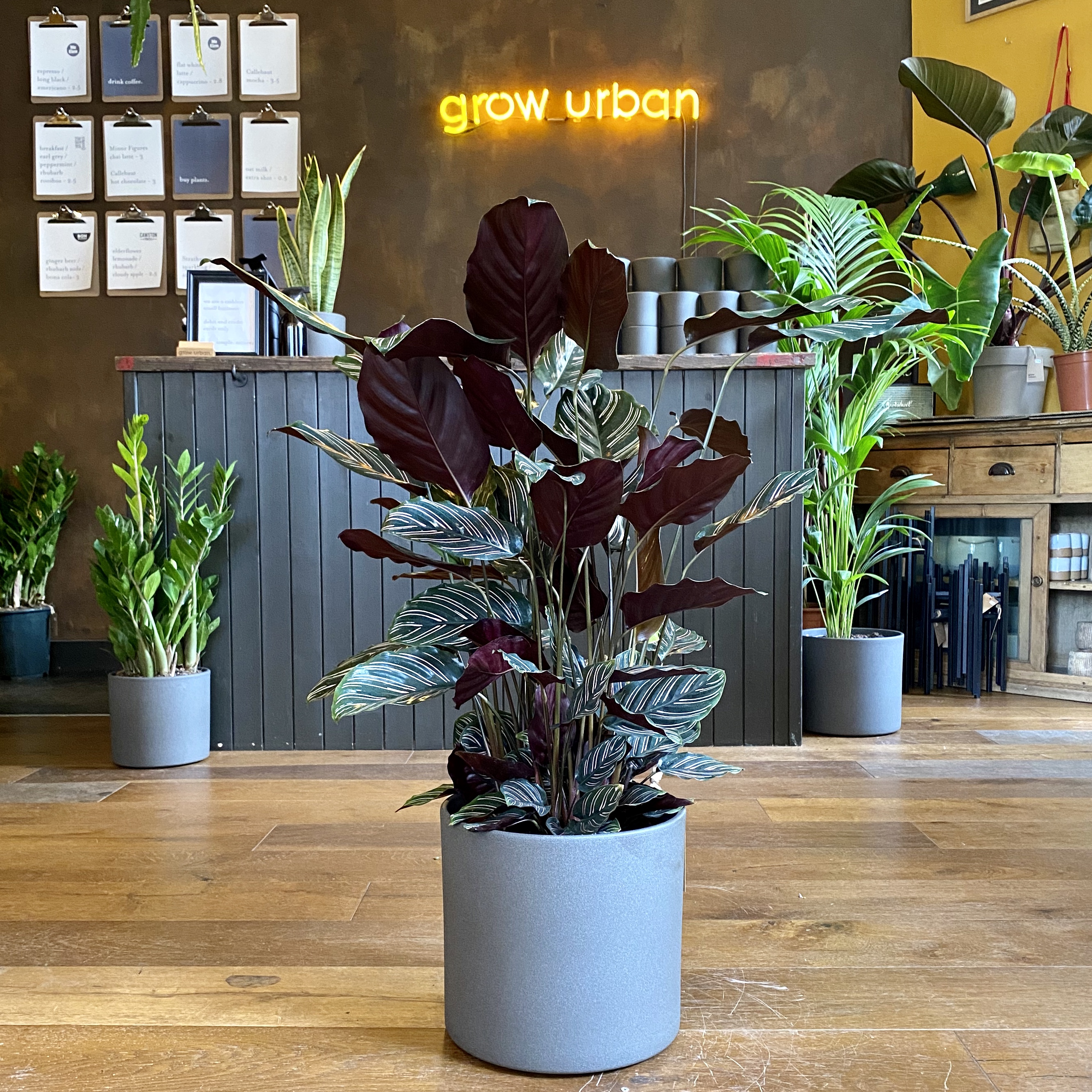 Calathea ornata (90cm) - grow urban.