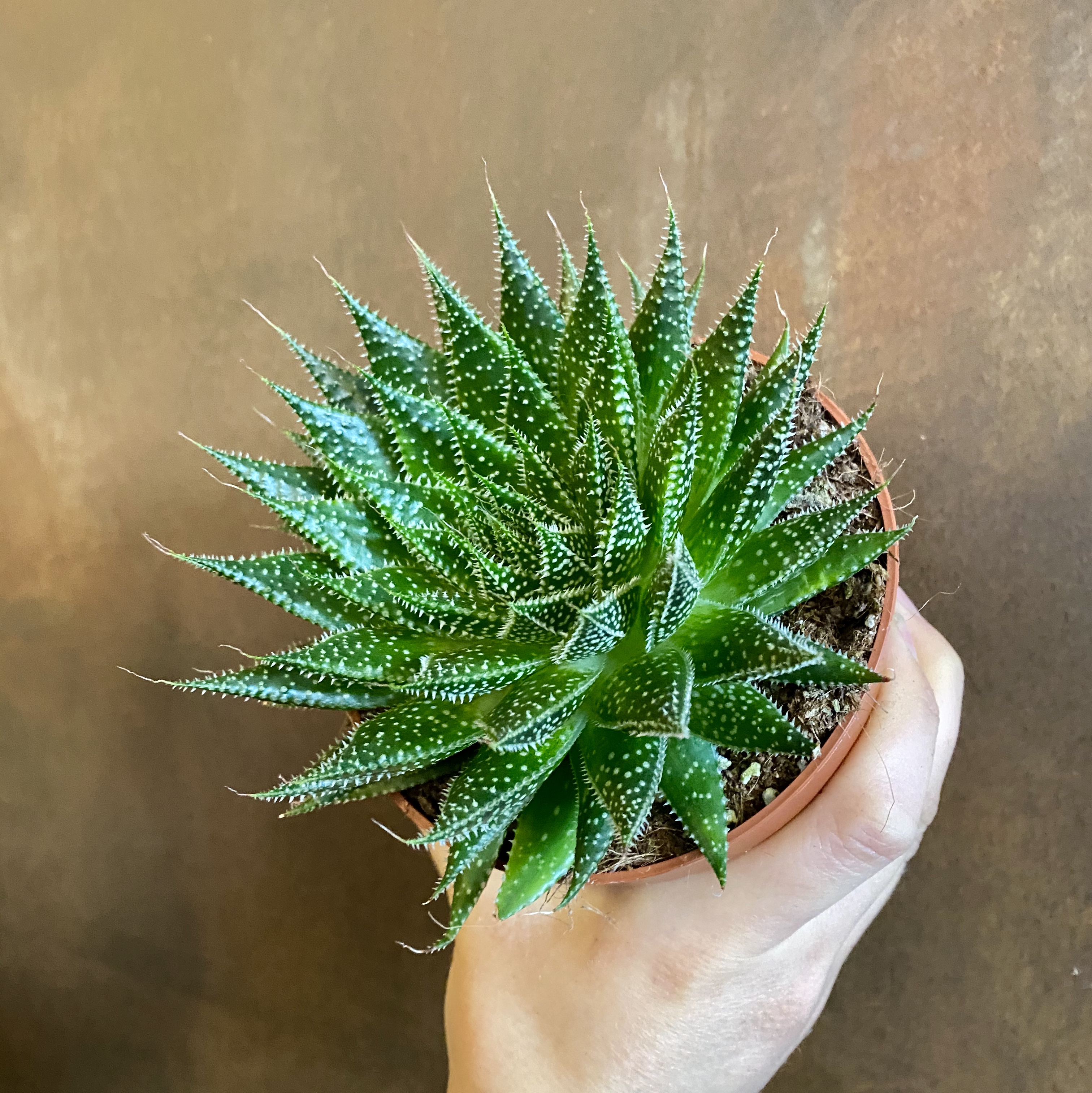 Aloe aristata фото