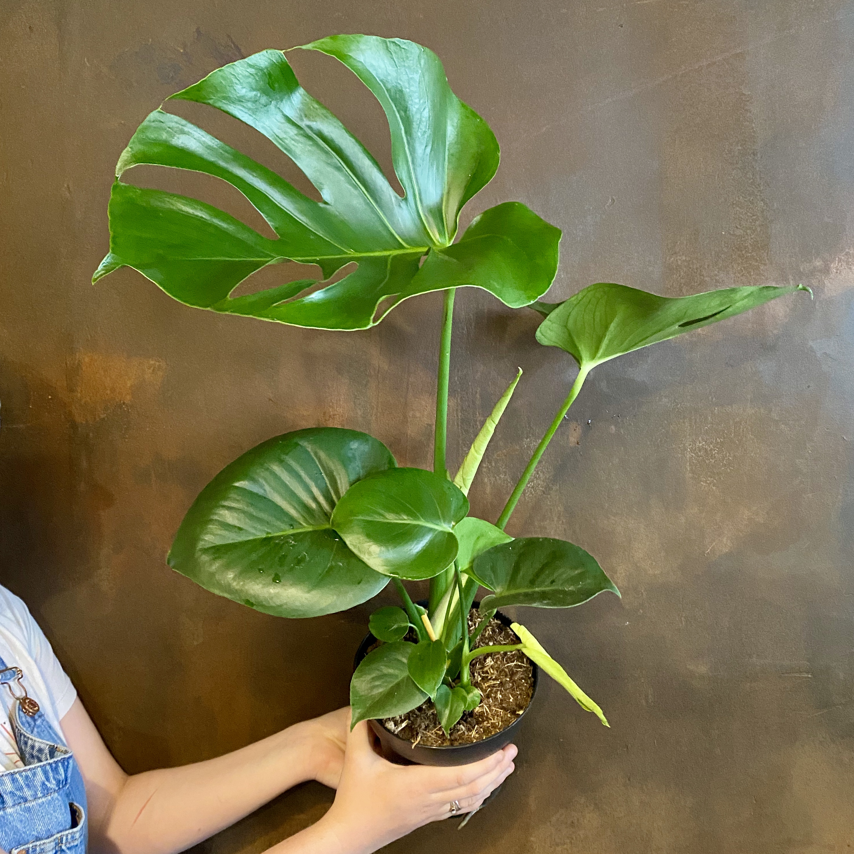 How big do monstera plants grow Idea