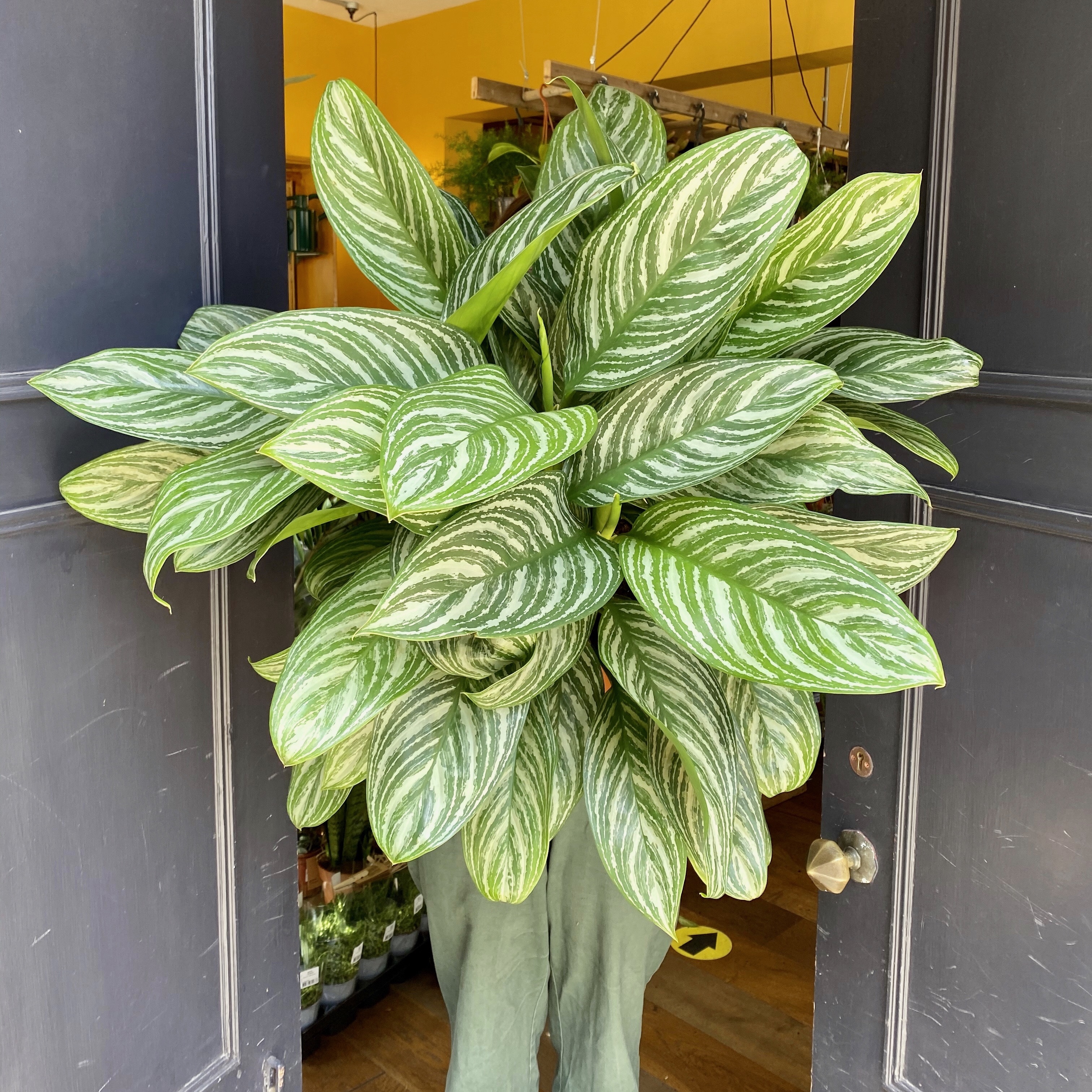 Aglaonema ‘Stripes’ (27cm pot) - grow urban.