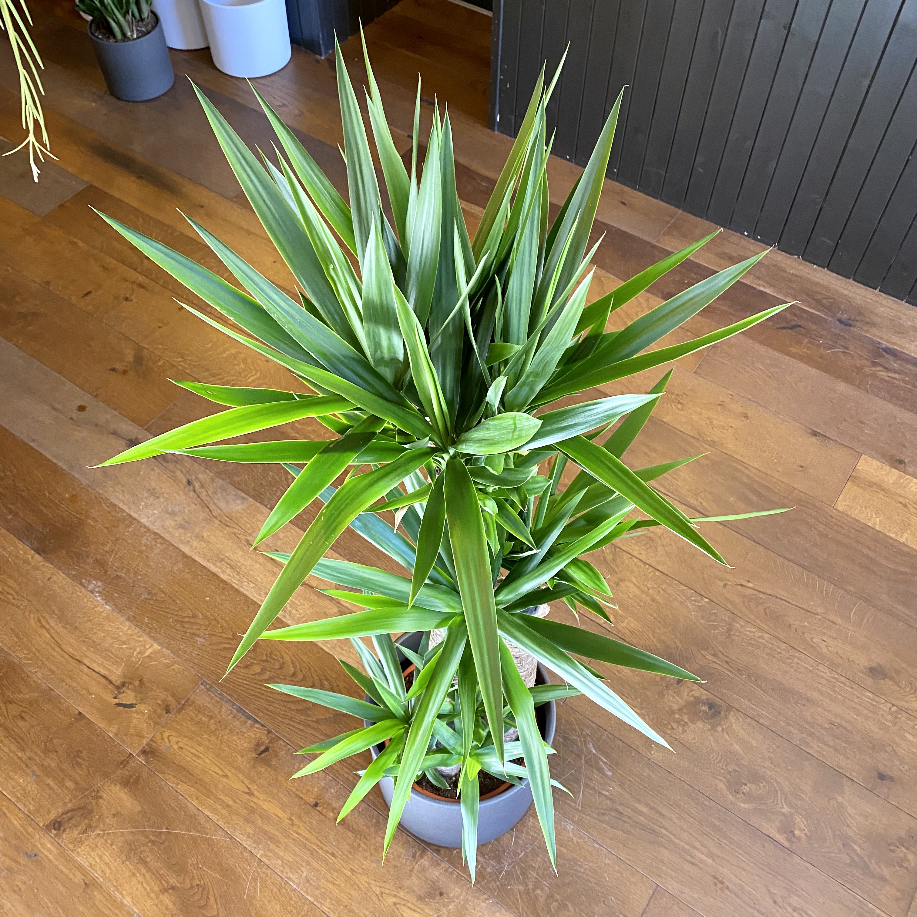 Yucca elephantipes (145cm) grow urban.