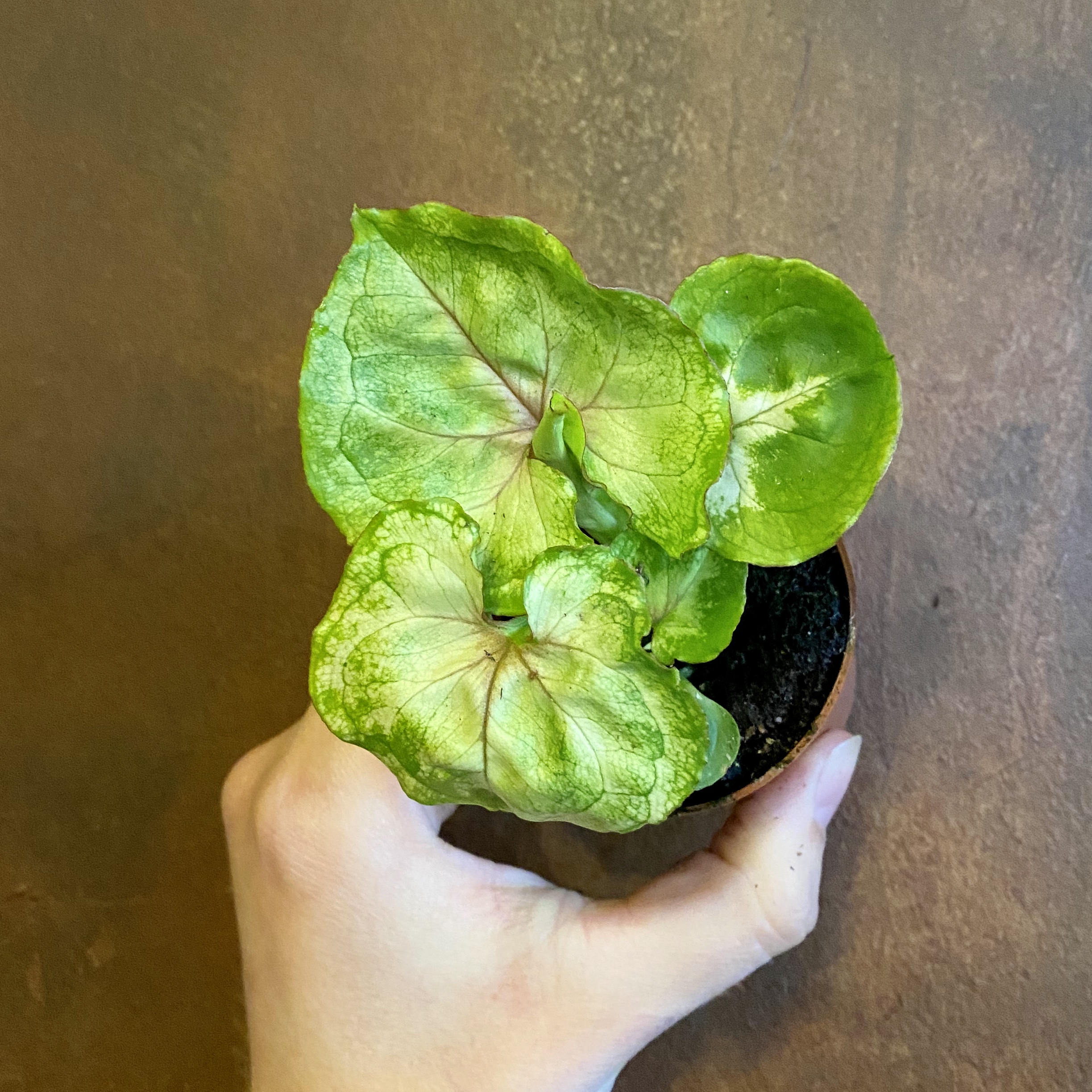 Сингониум podophyllum. Сингониум лайм Грин. Сингониум Подофиллум.