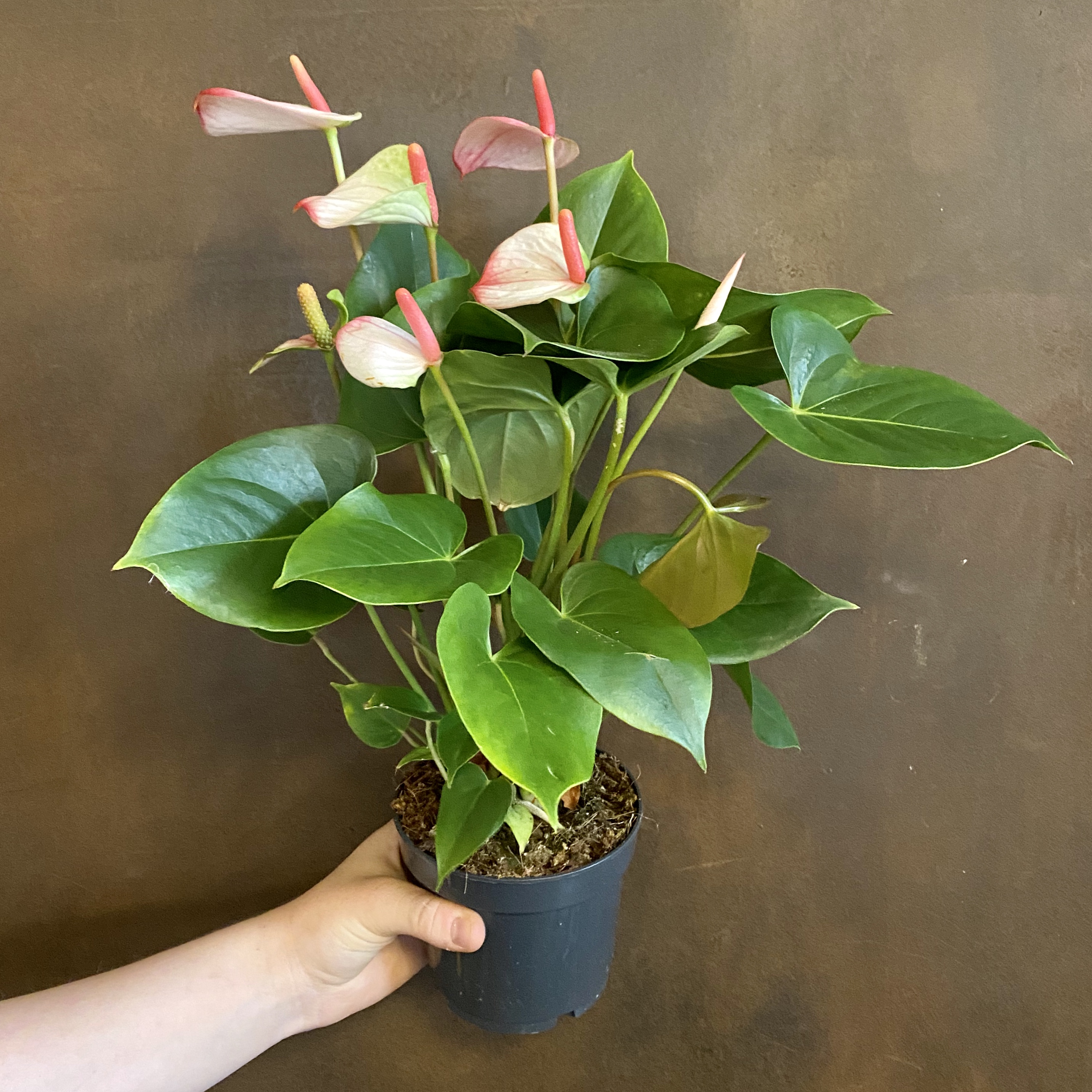 Anthurium ‘Hotlips’ (12cm pot) - grow urban.