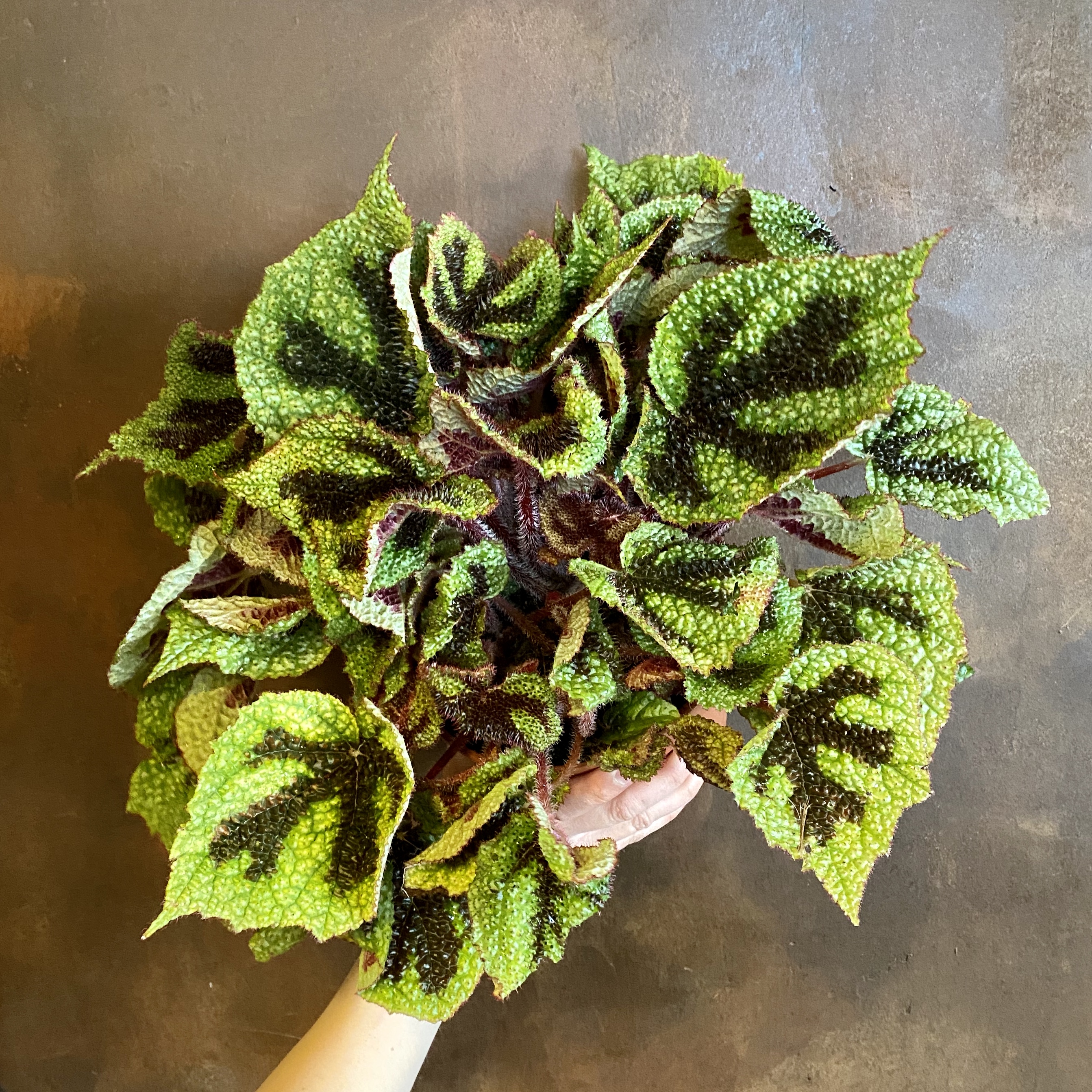 Begonia masoniana grow urban.