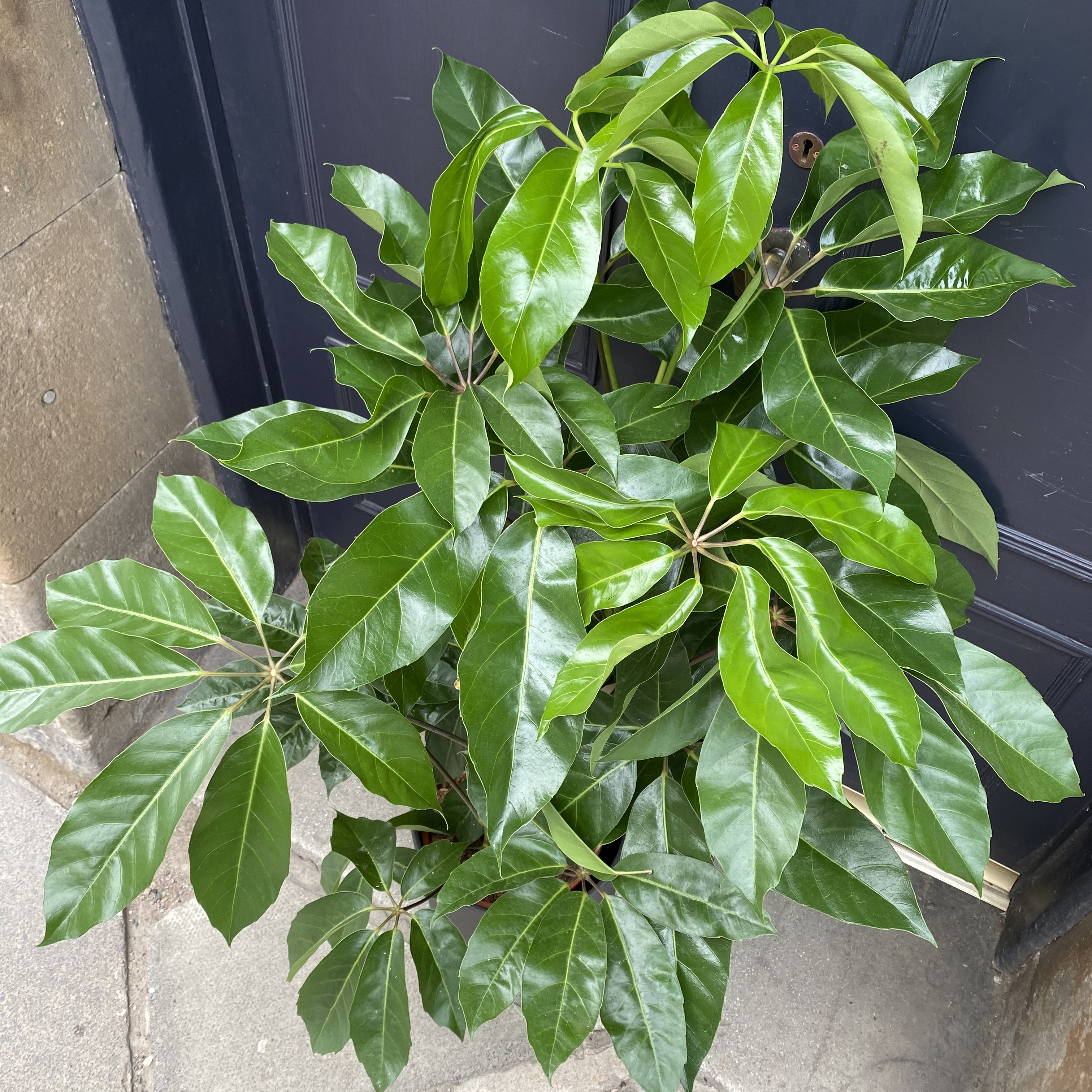 Schefflera ‘Amate’ (120cm) grow urban.
