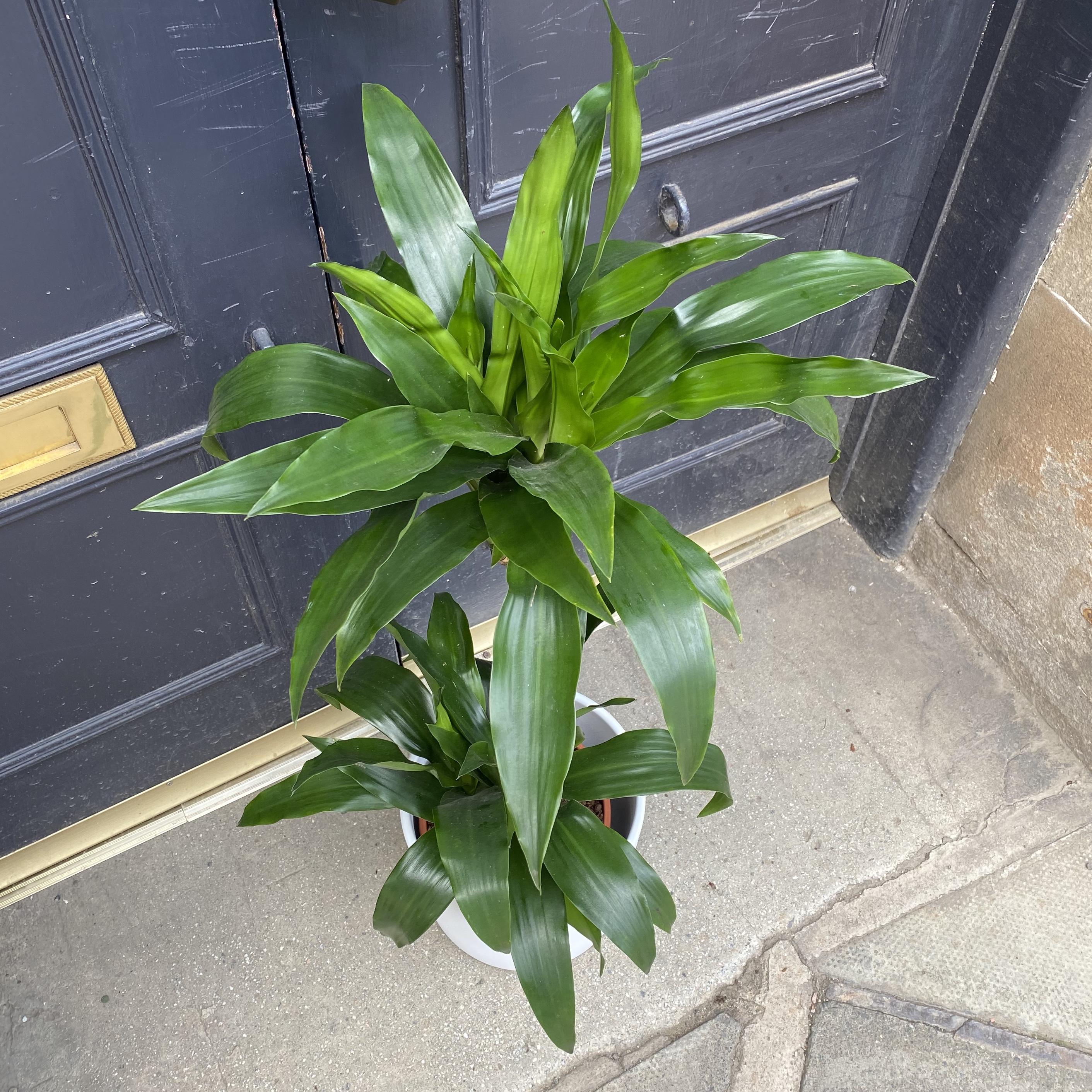 Dracaena Craig’ (90cm) grow urban.