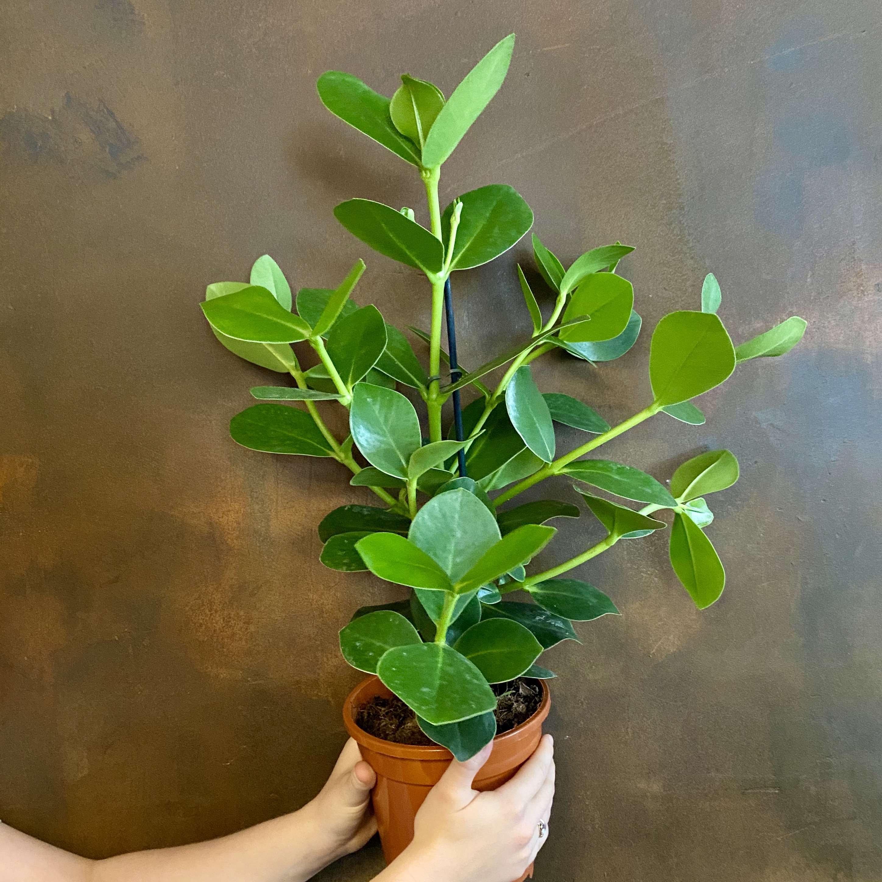 Clusia Plant For Sale