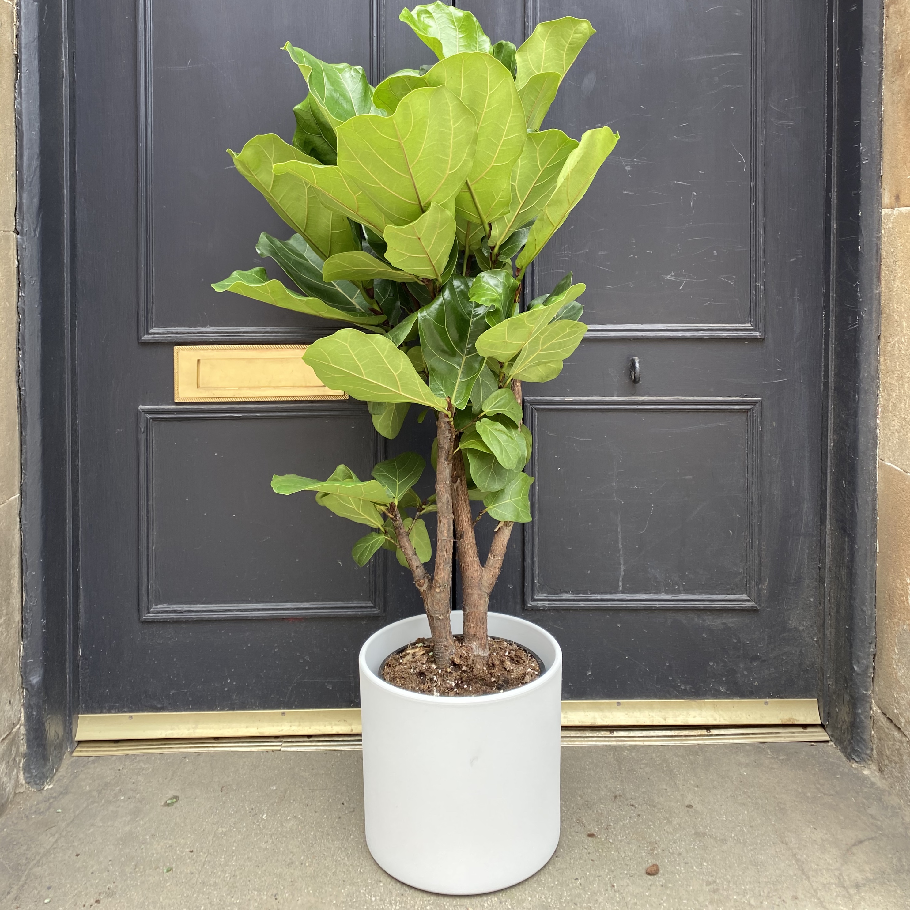 Ficus lyrata 'Bambino' (115cm) - grow urban.