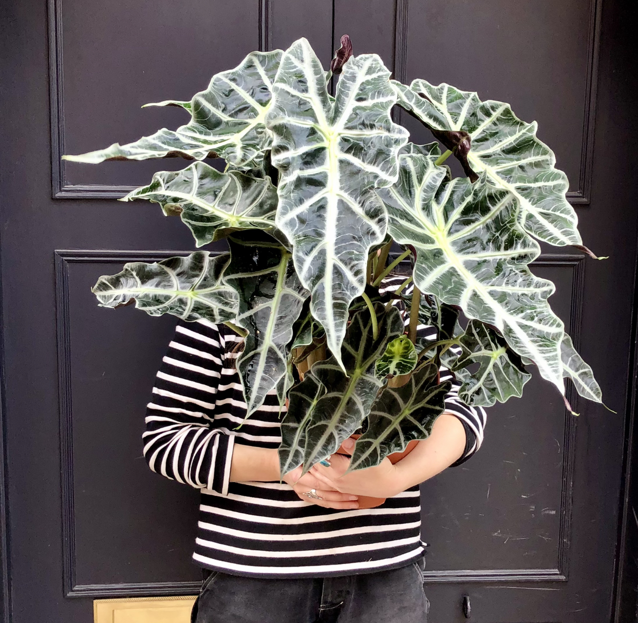 Alocasia x amazonica - grow urban.