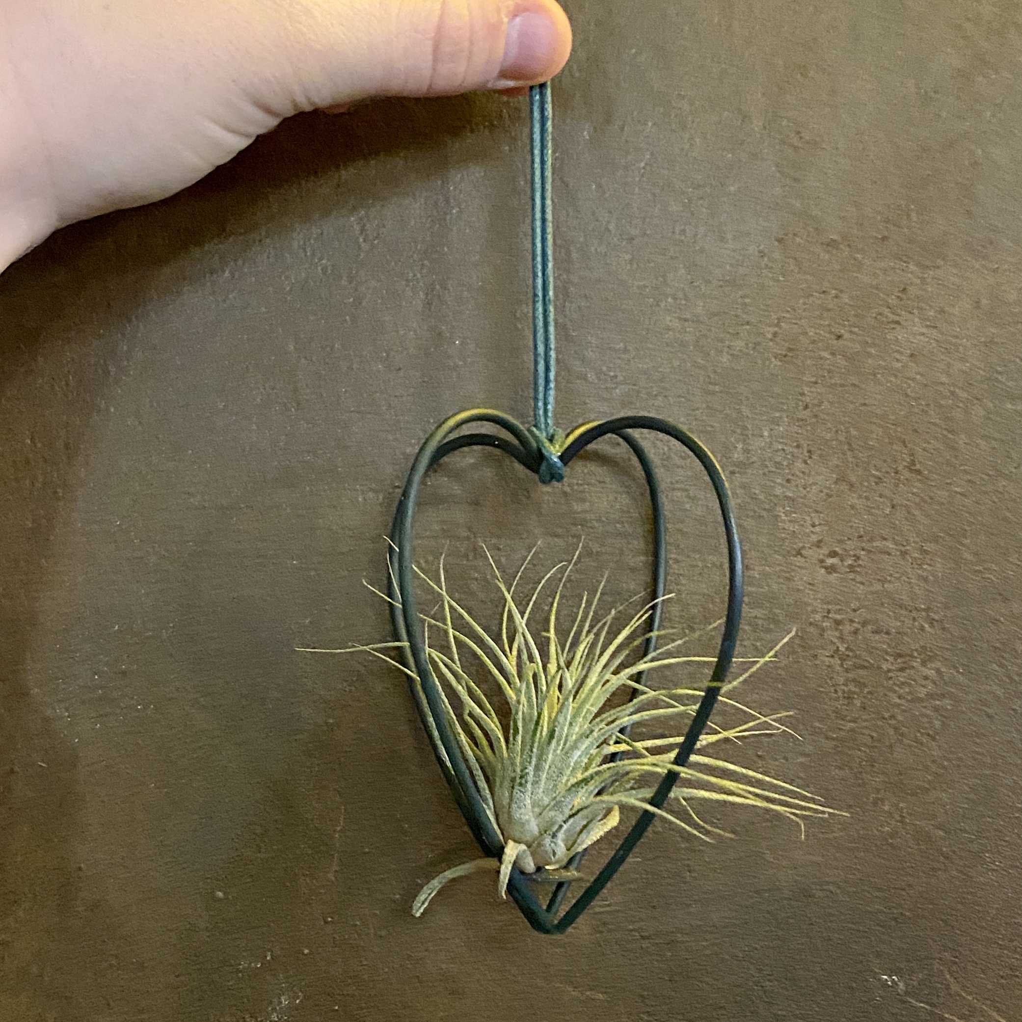 Air plant christmas tree