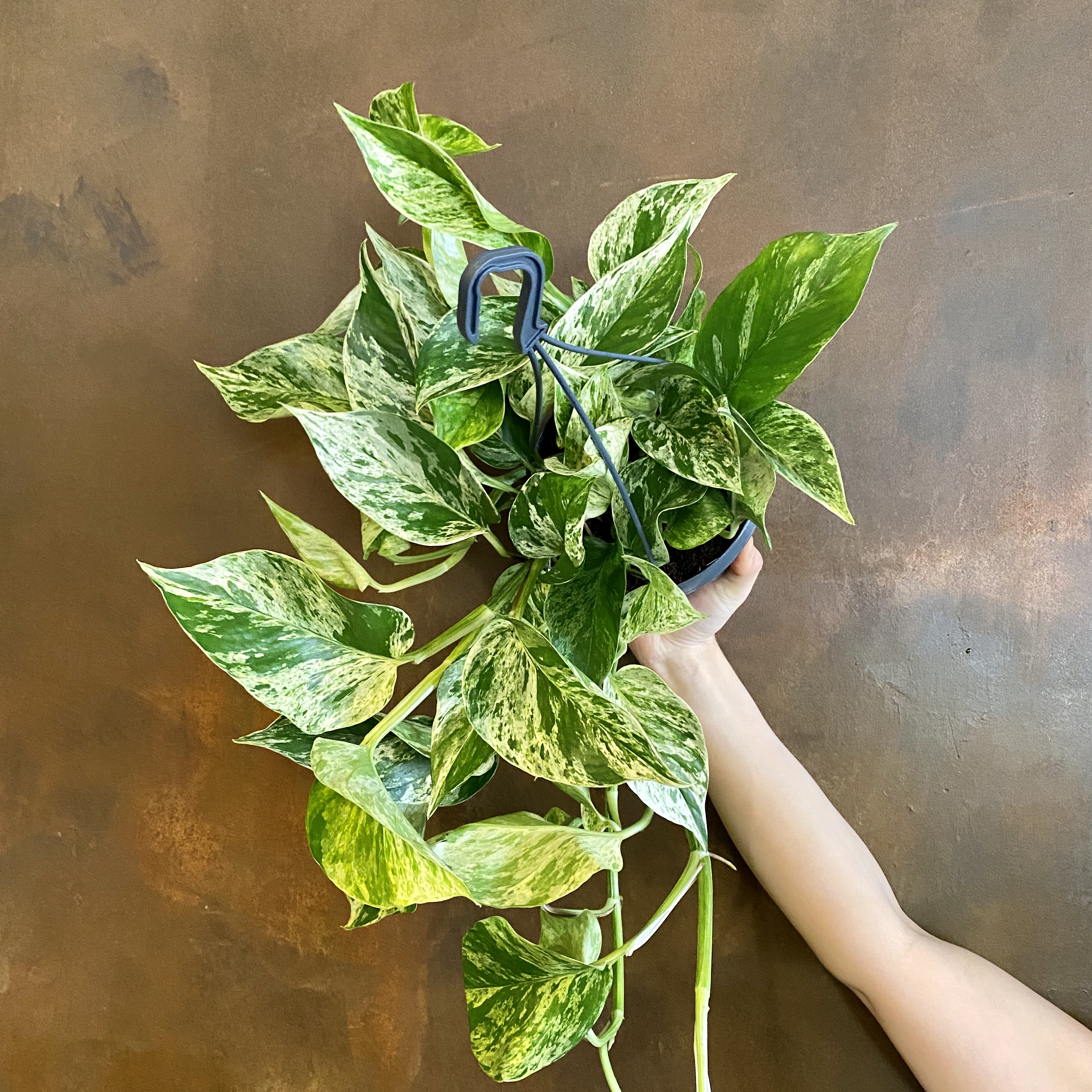Epipremnum ‘Marble Queen’ (hangpot) grow urban.