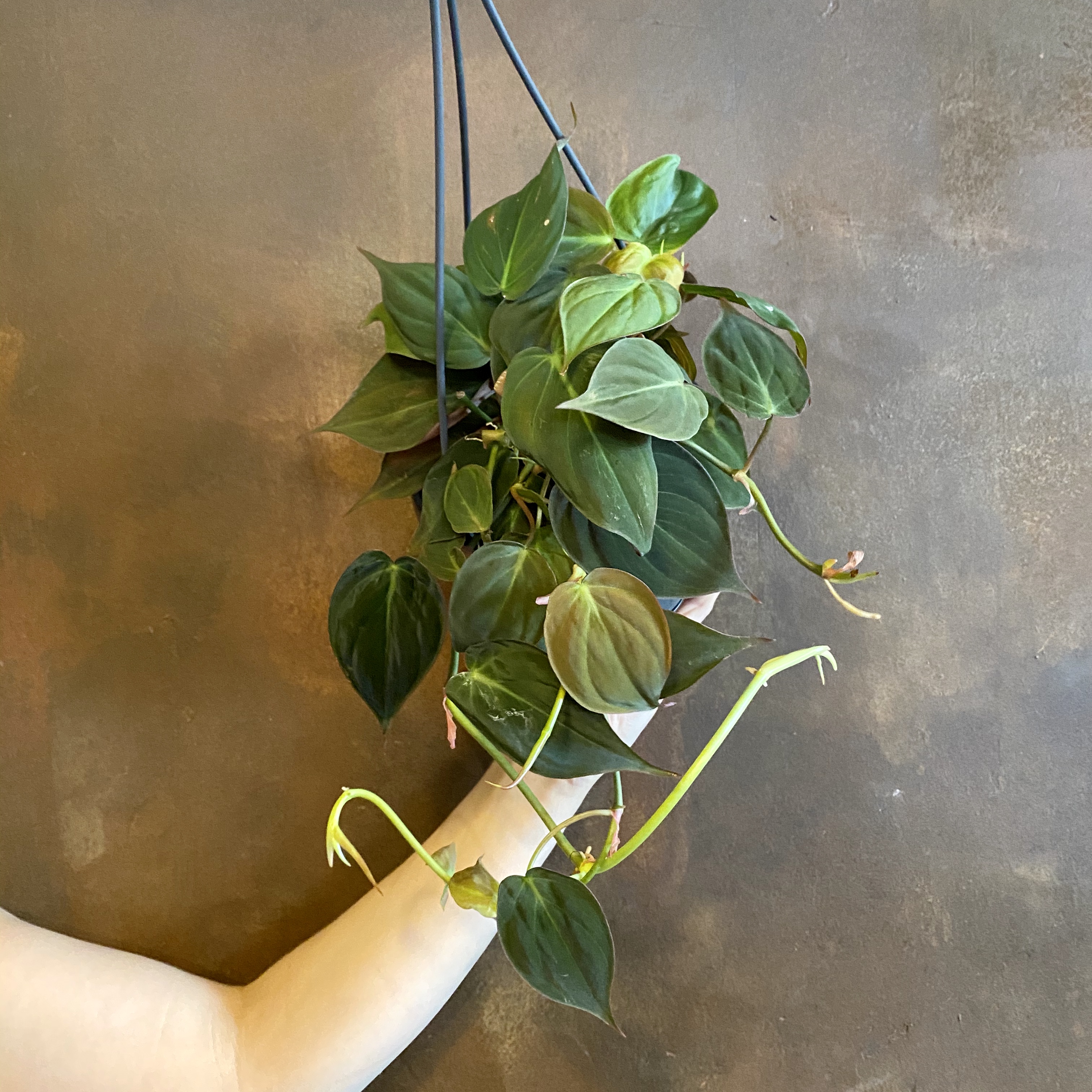 Philodendron hederaceum var. hederaceum (hangpot) - grow urban.