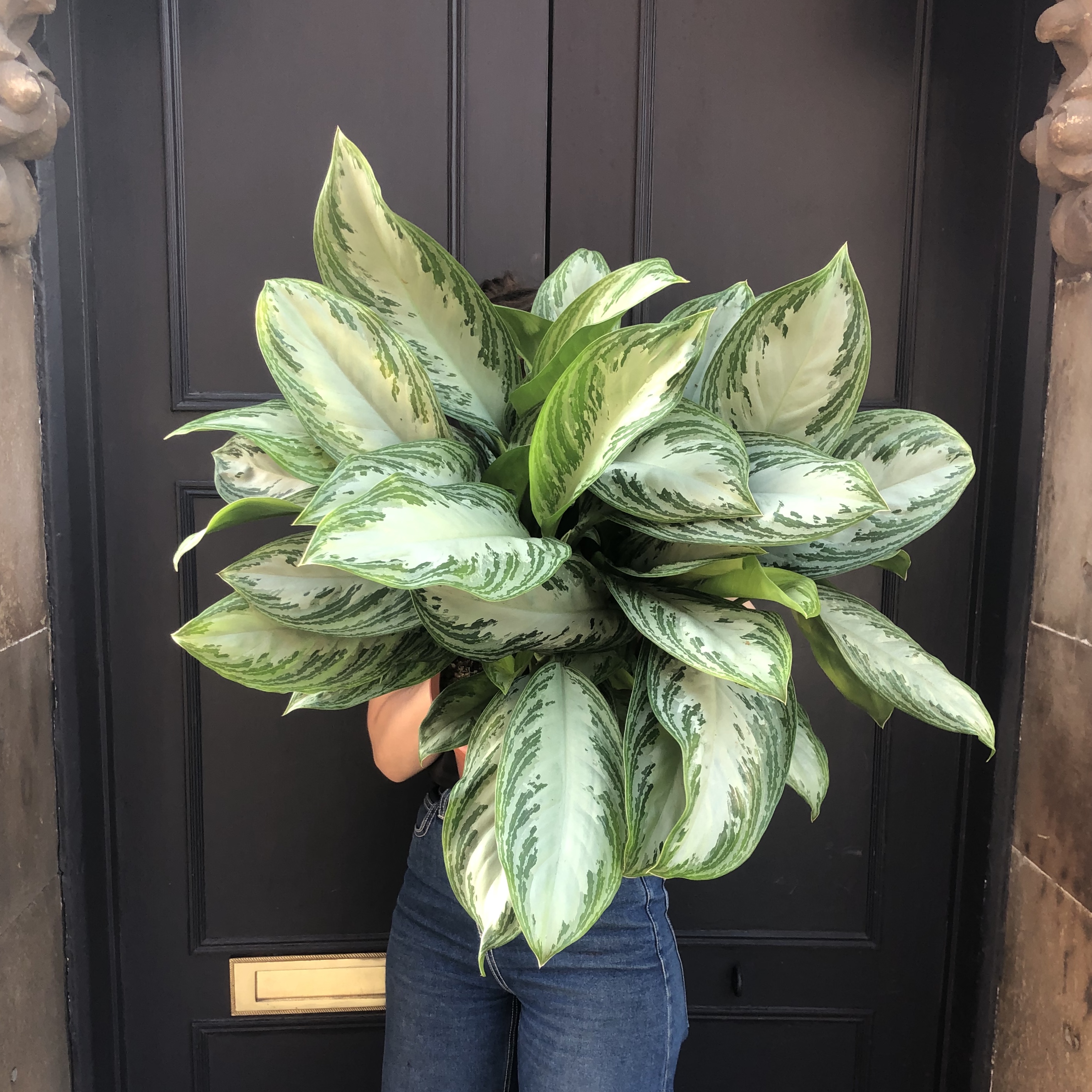 aglaonema-silver-bay-27cm-pot-grow-urban