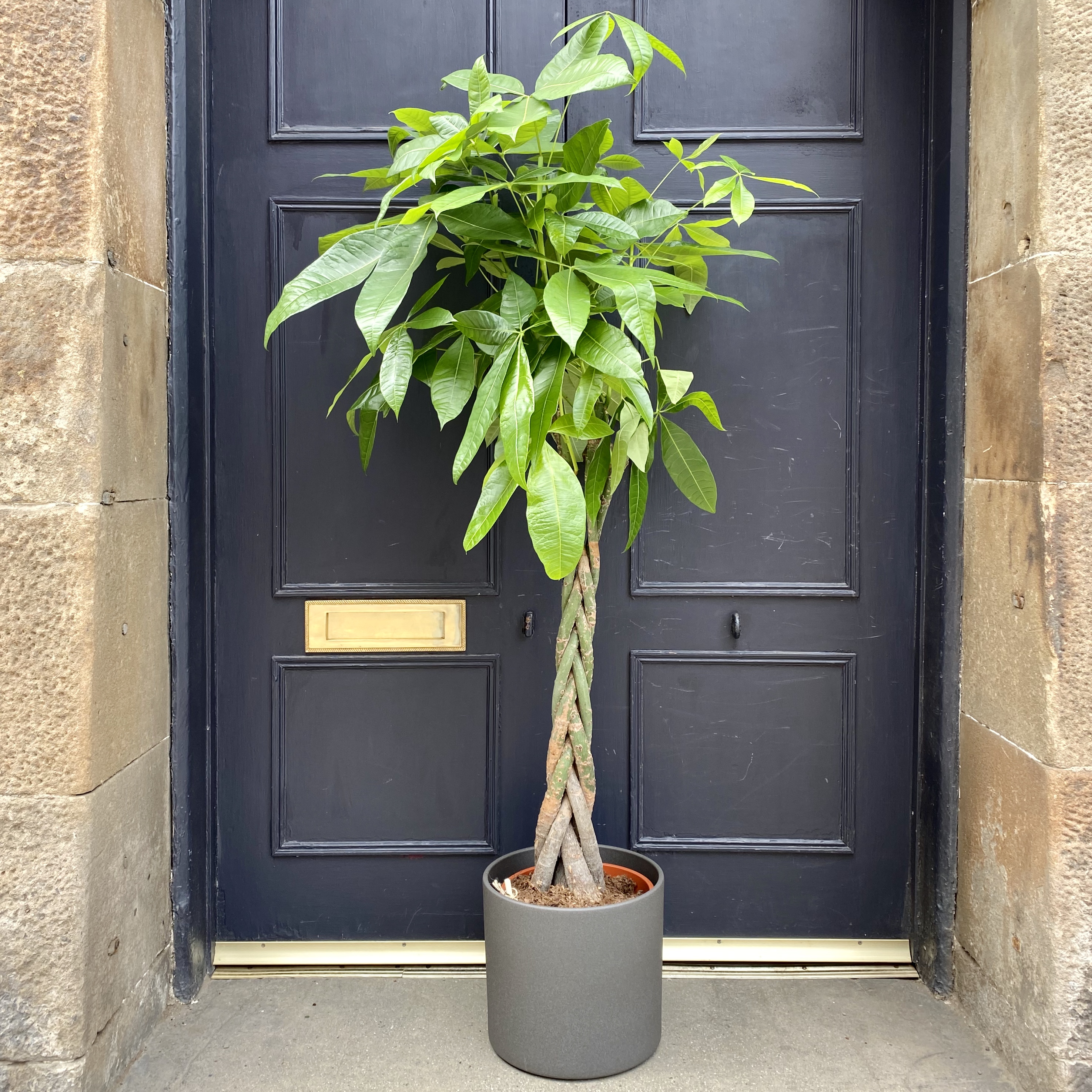 Pachira aquatica (150cm) grow urban.