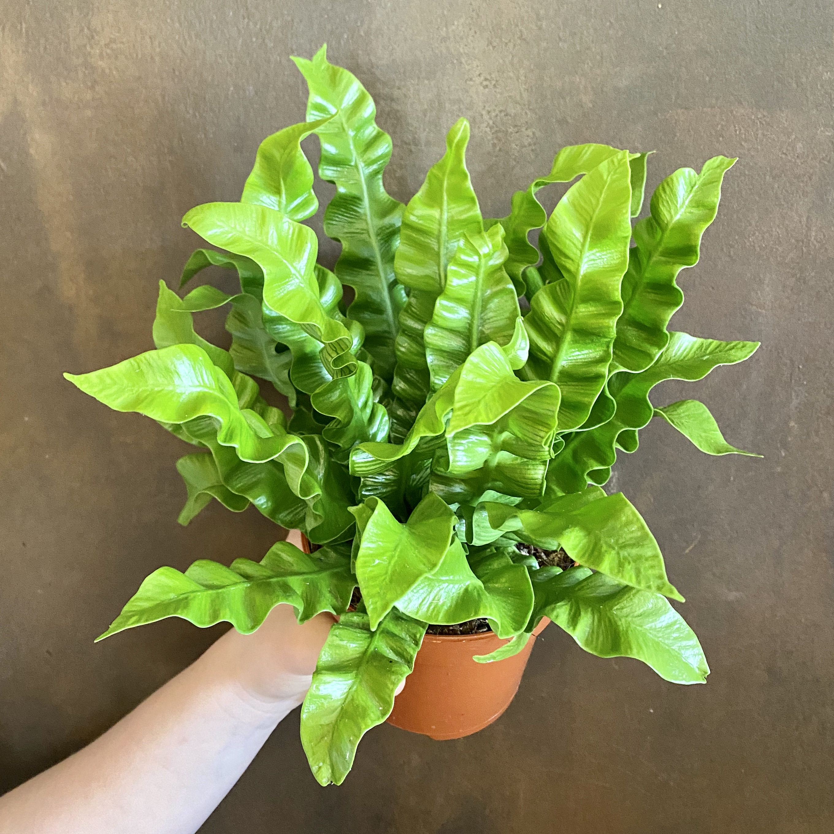 Crispy Wave Fern Care