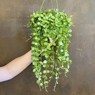 Dischidia Nummularia Grow Urban 