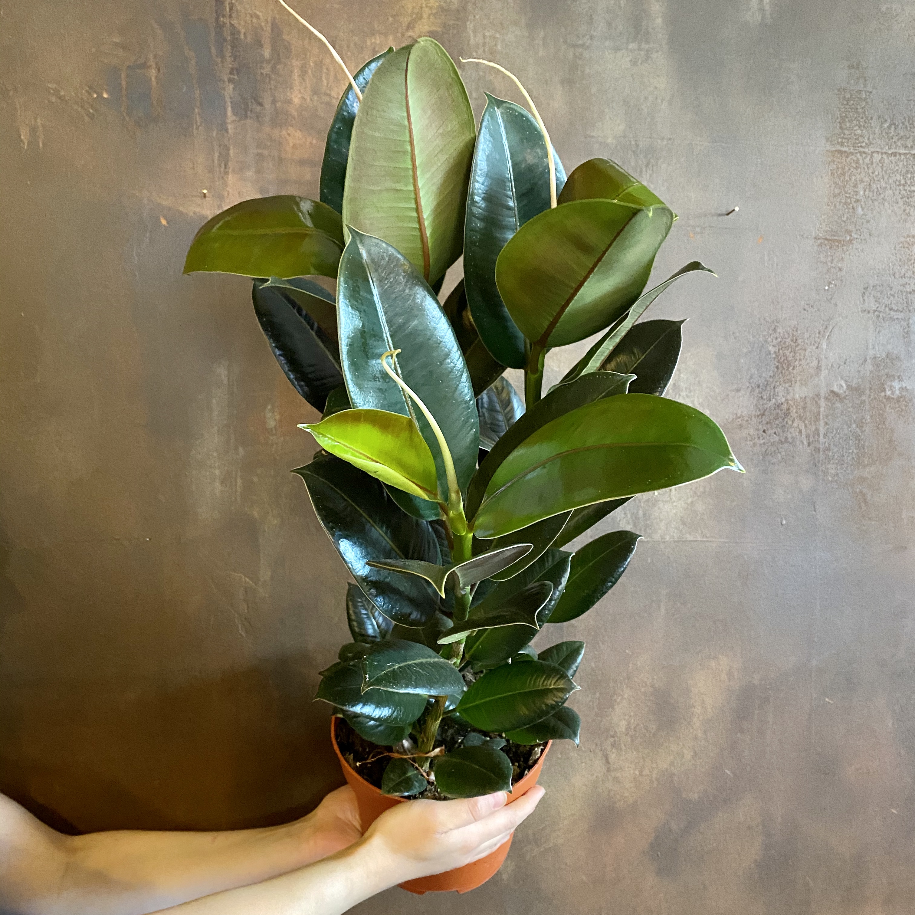 Ficus elastica ‘Melany’ grow urban.