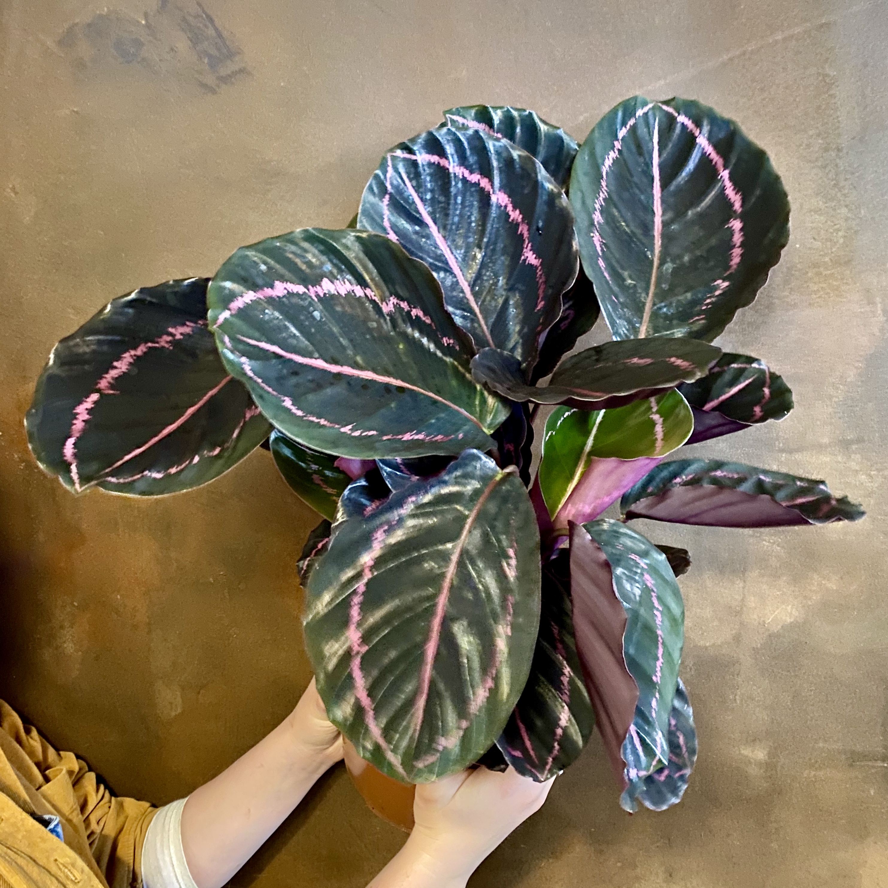  Calathea  roseopicta Dottie grow urban 