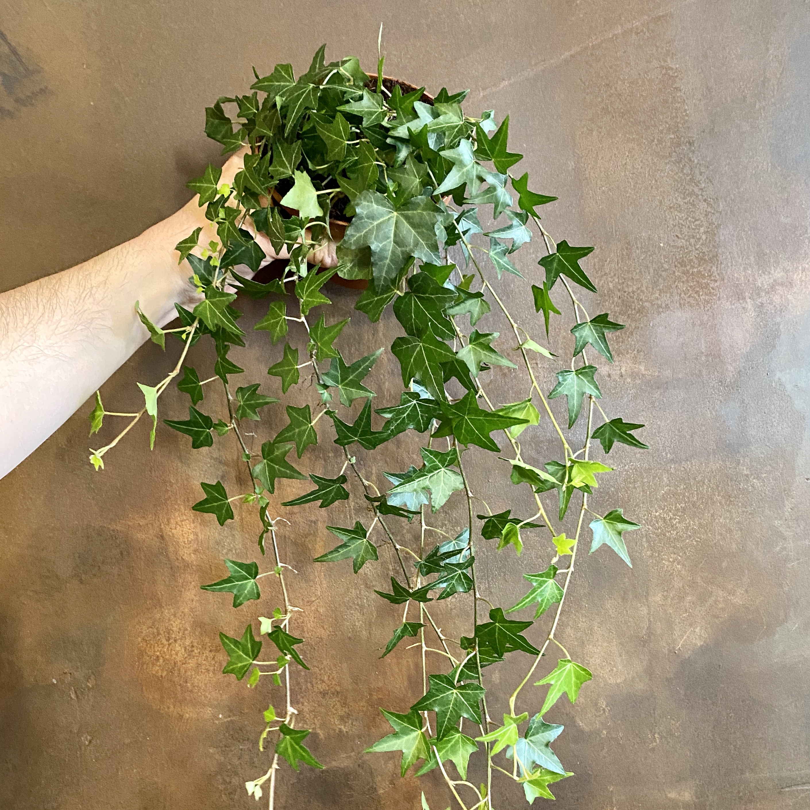 Hedera helix grow urban.