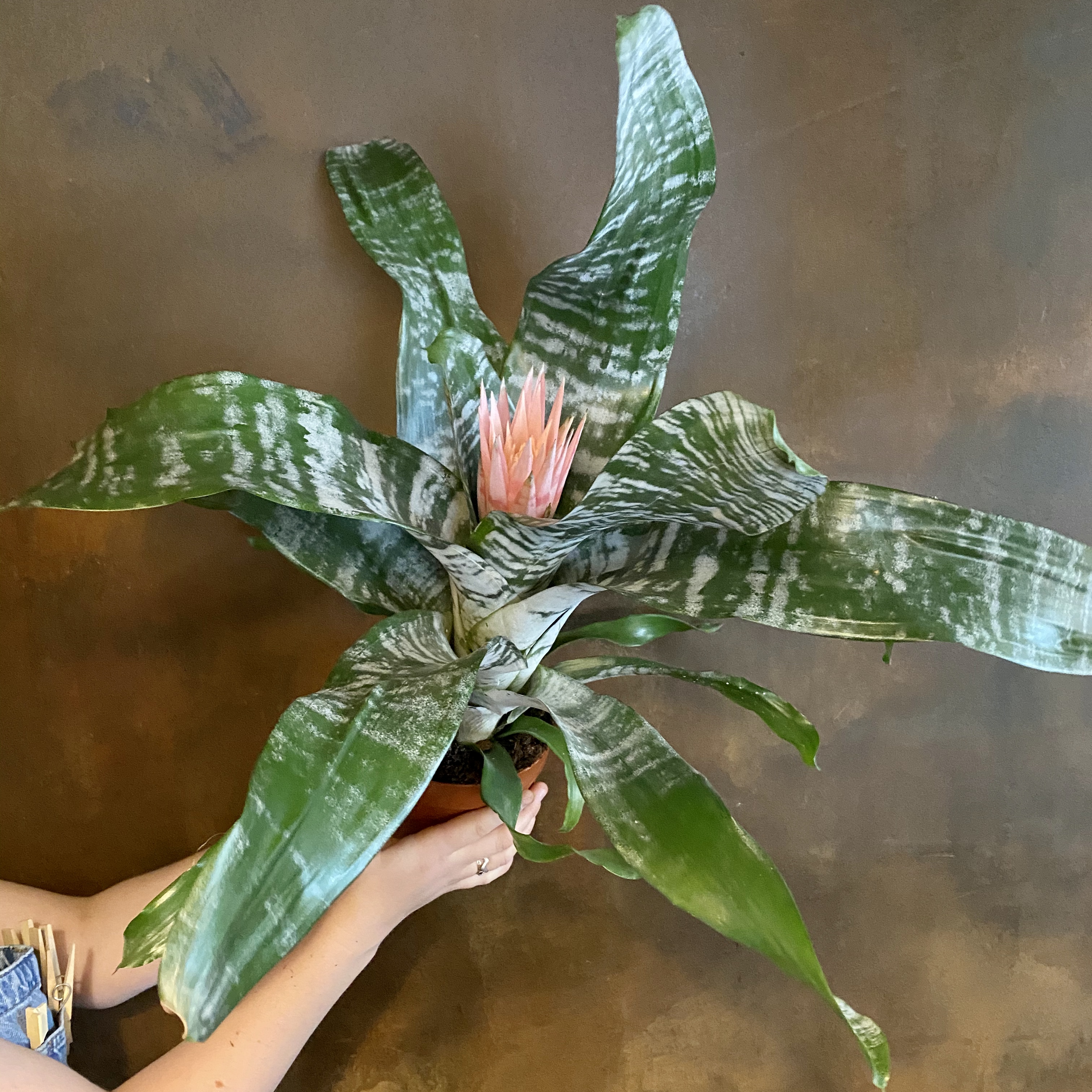 Aechmea fasciata ‘Primera’ grow urban.
