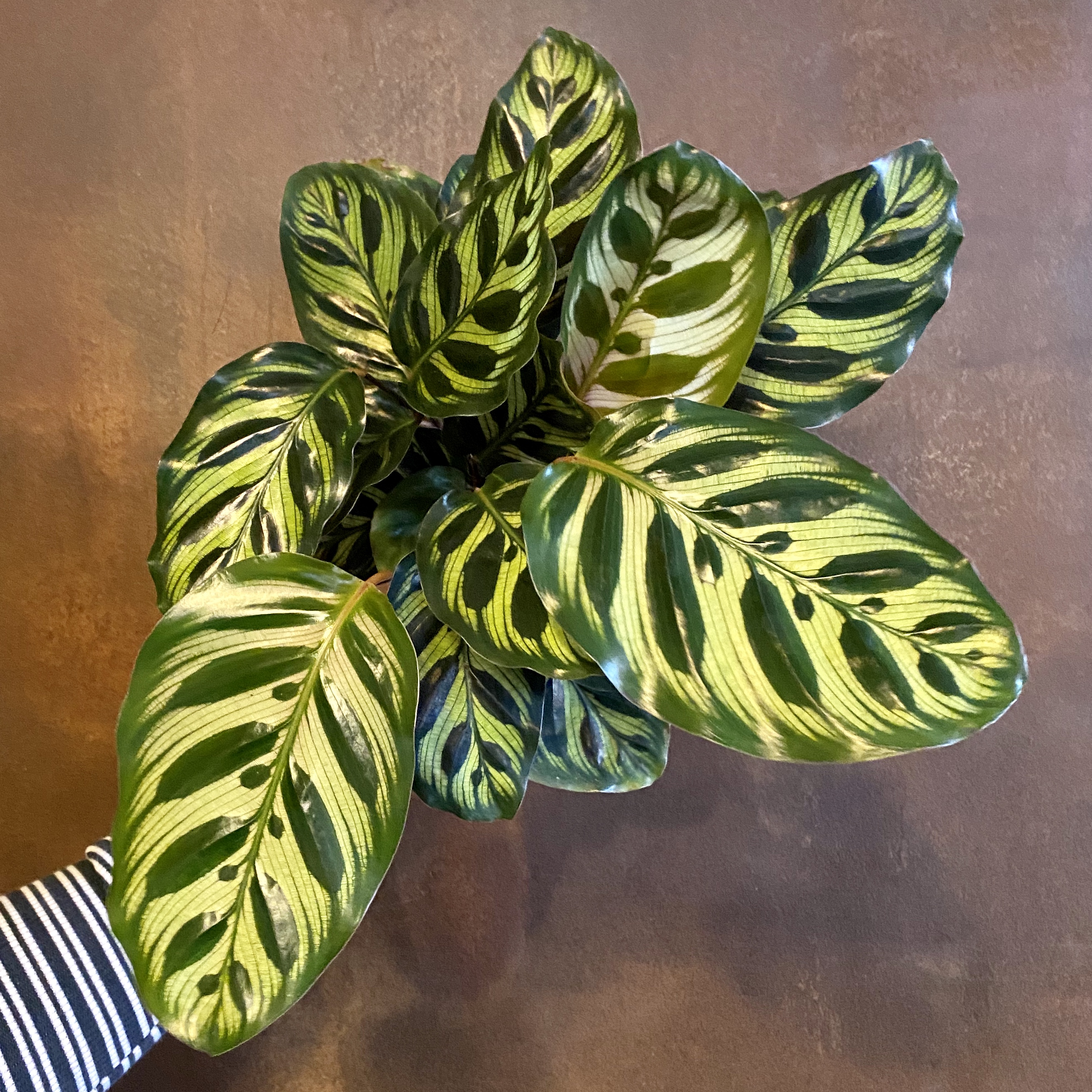 Calathea makoyana grow urban.