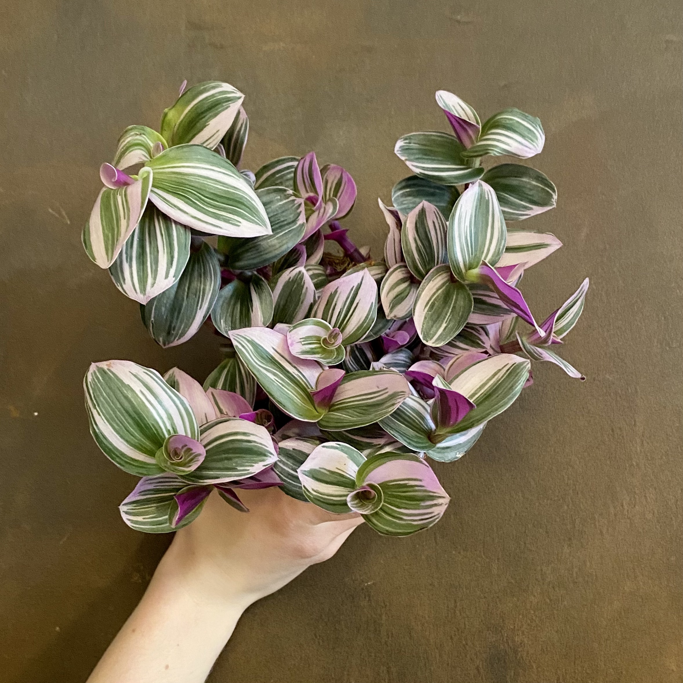 Tradescantia ‘Nanouk’ (12cm pot) - grow urban.