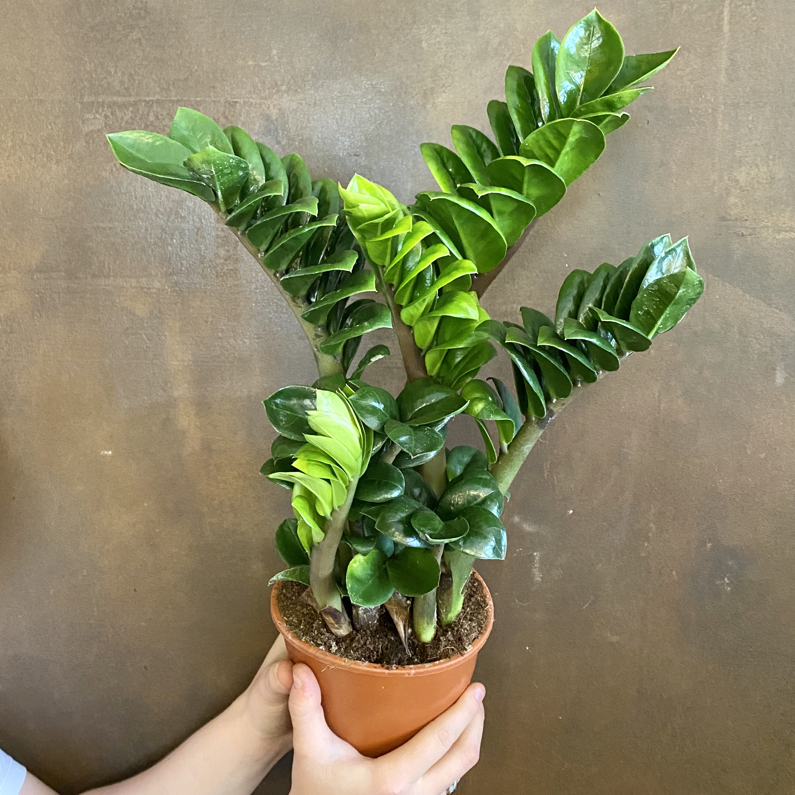Zamioculcas zamifolia ‘Zenzi’ (14cm pot) grow urban.