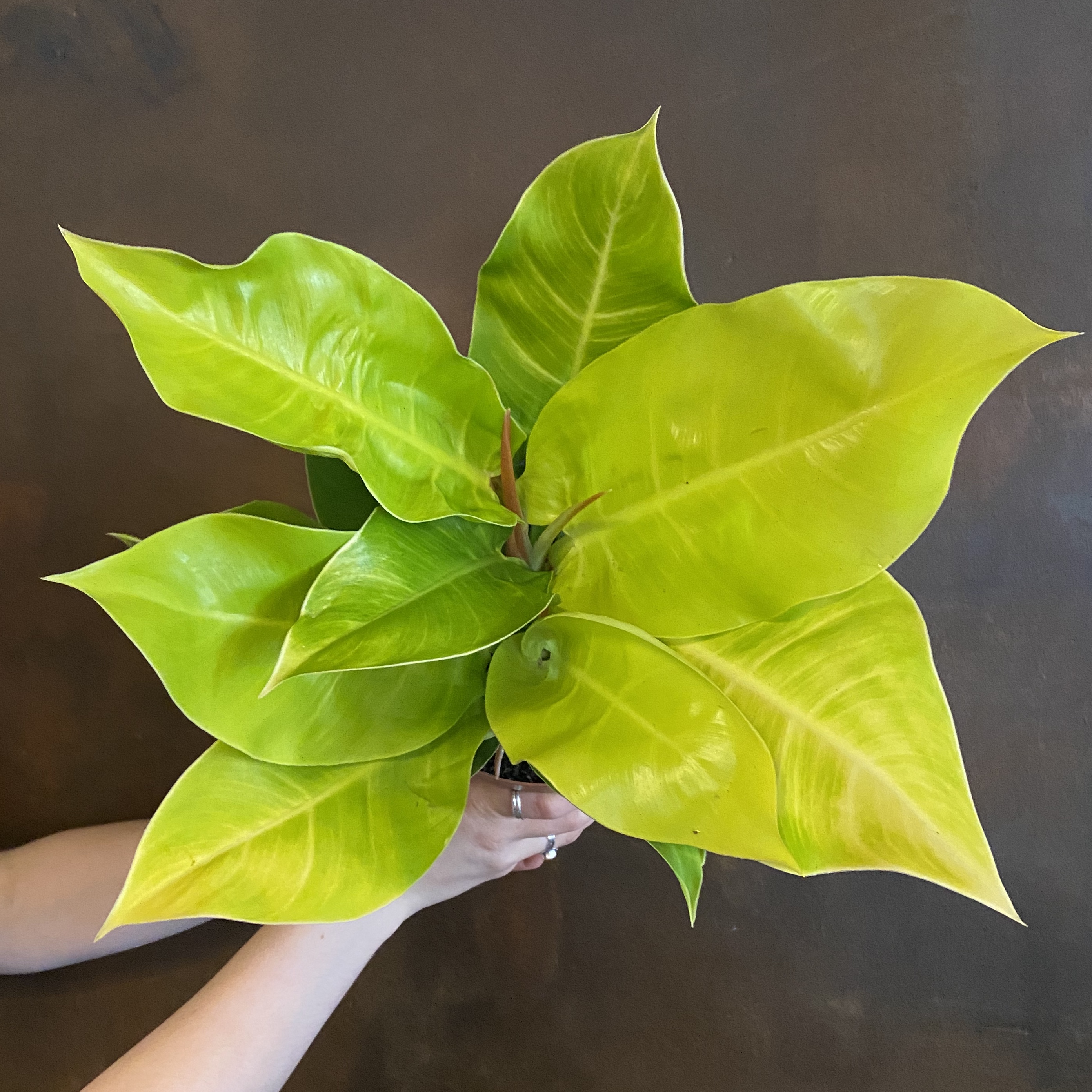 moonlight philodendron moonlight philodendron