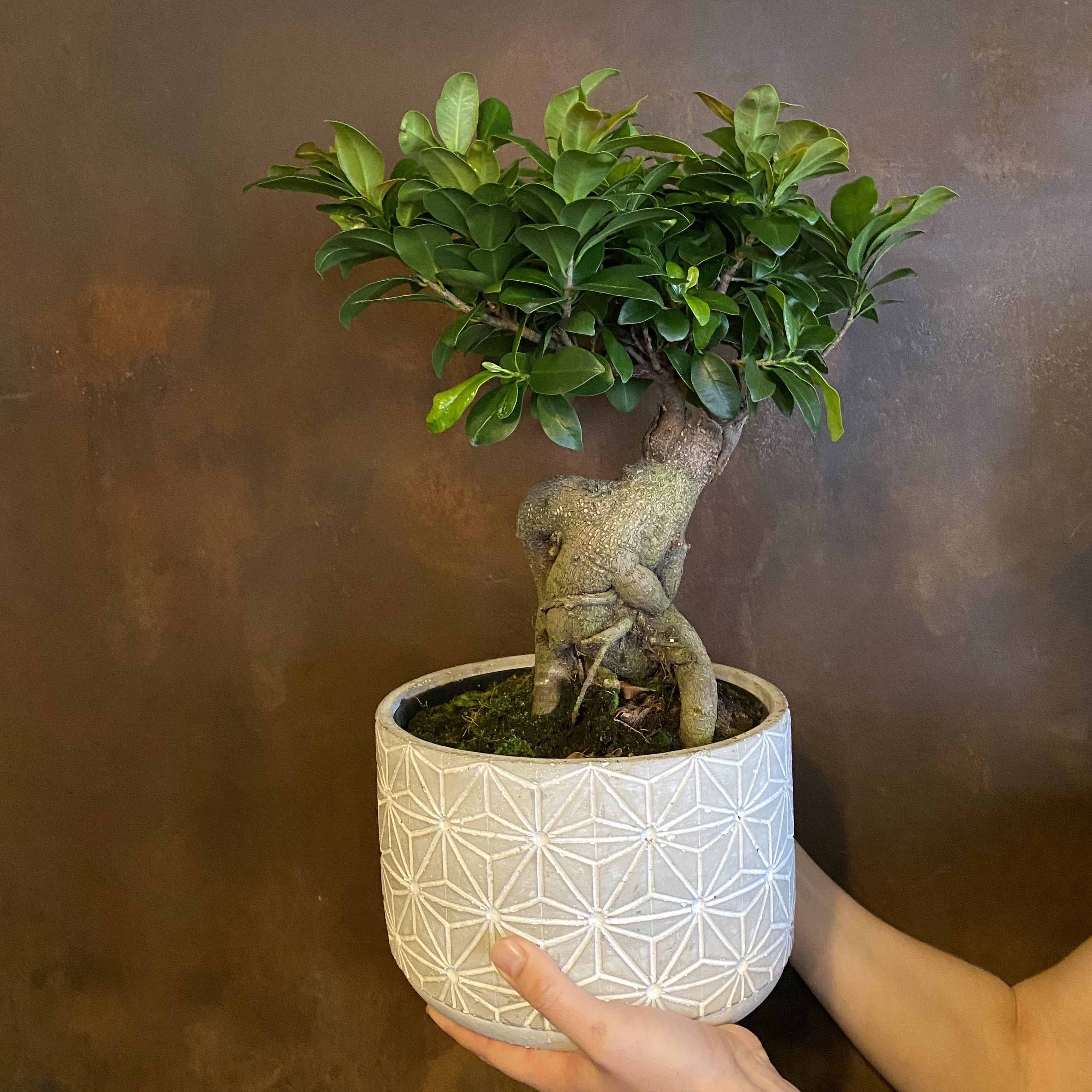 ficus-microcarpa-ginseng-grow-urban