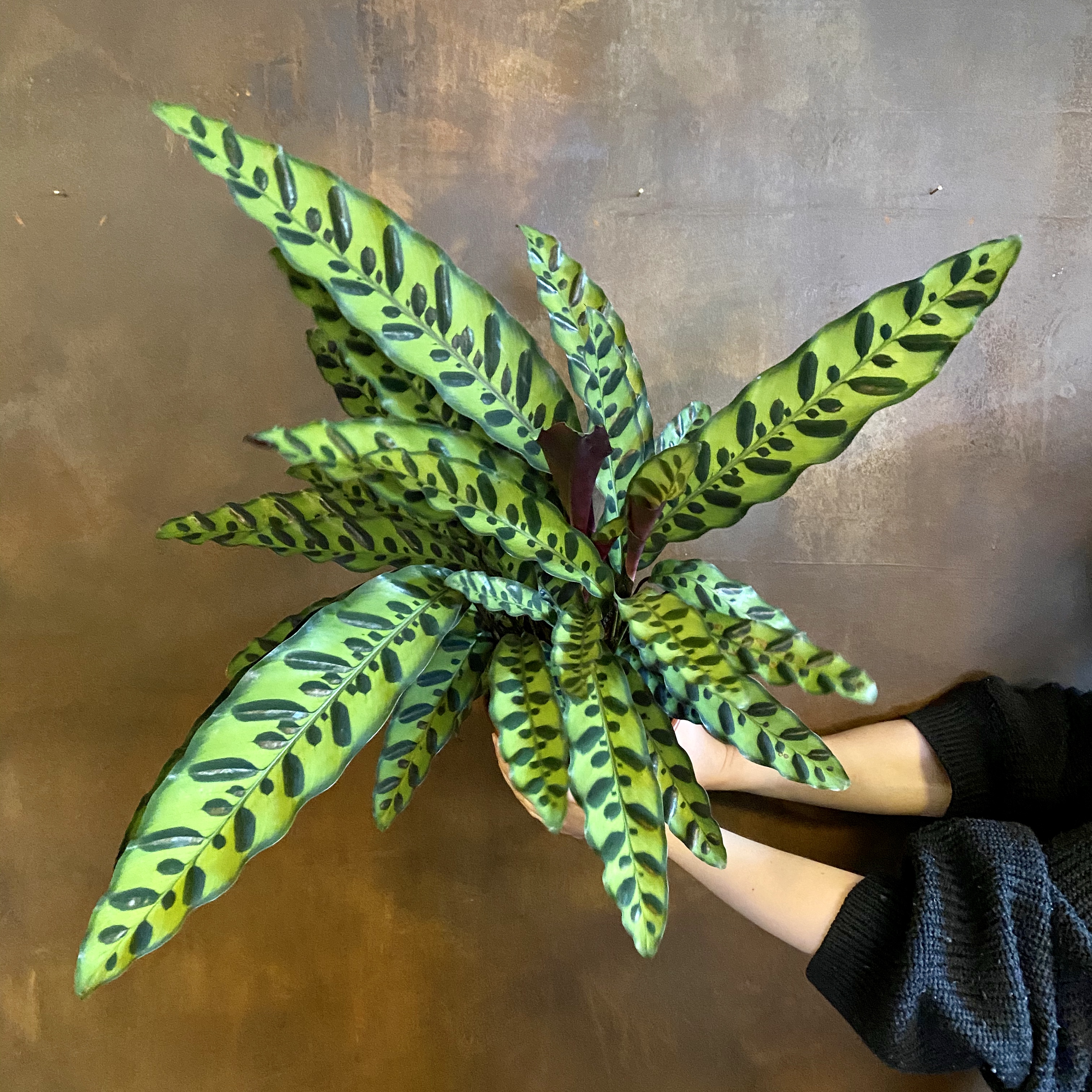 Can You Grow Calathea In Water