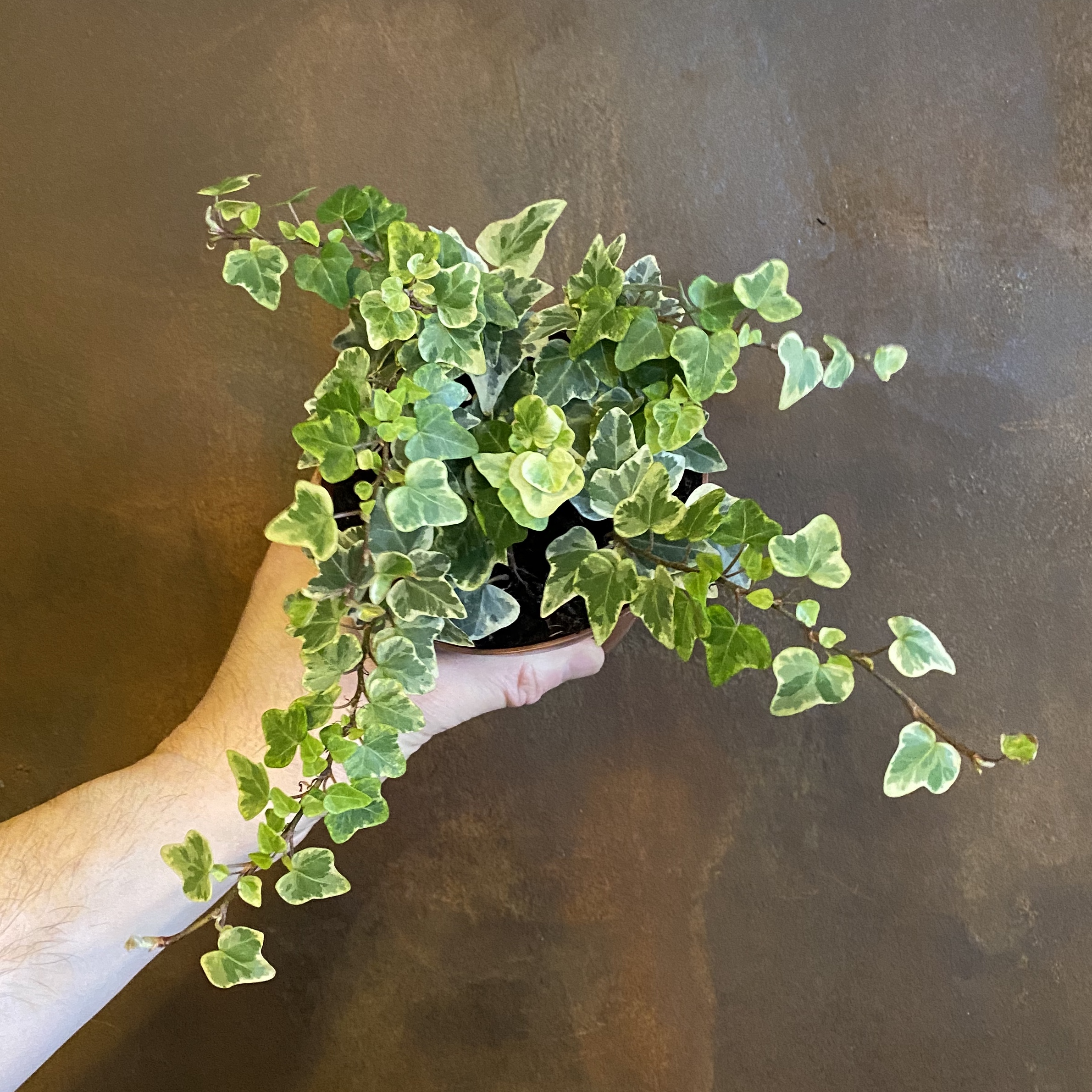 Hedera helix grow urban.