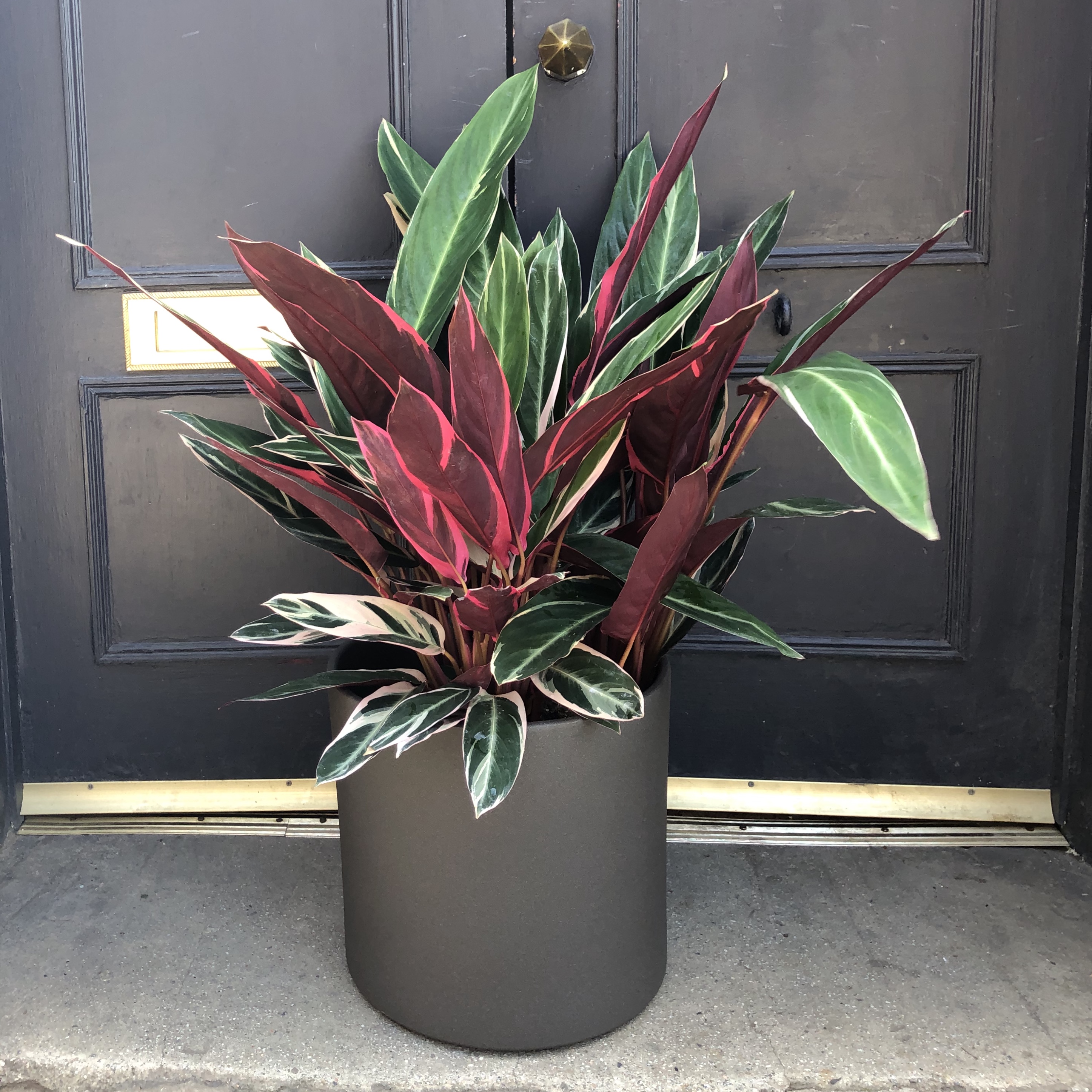 Stromanthe ‘Triostar’ (85cm) grow urban.