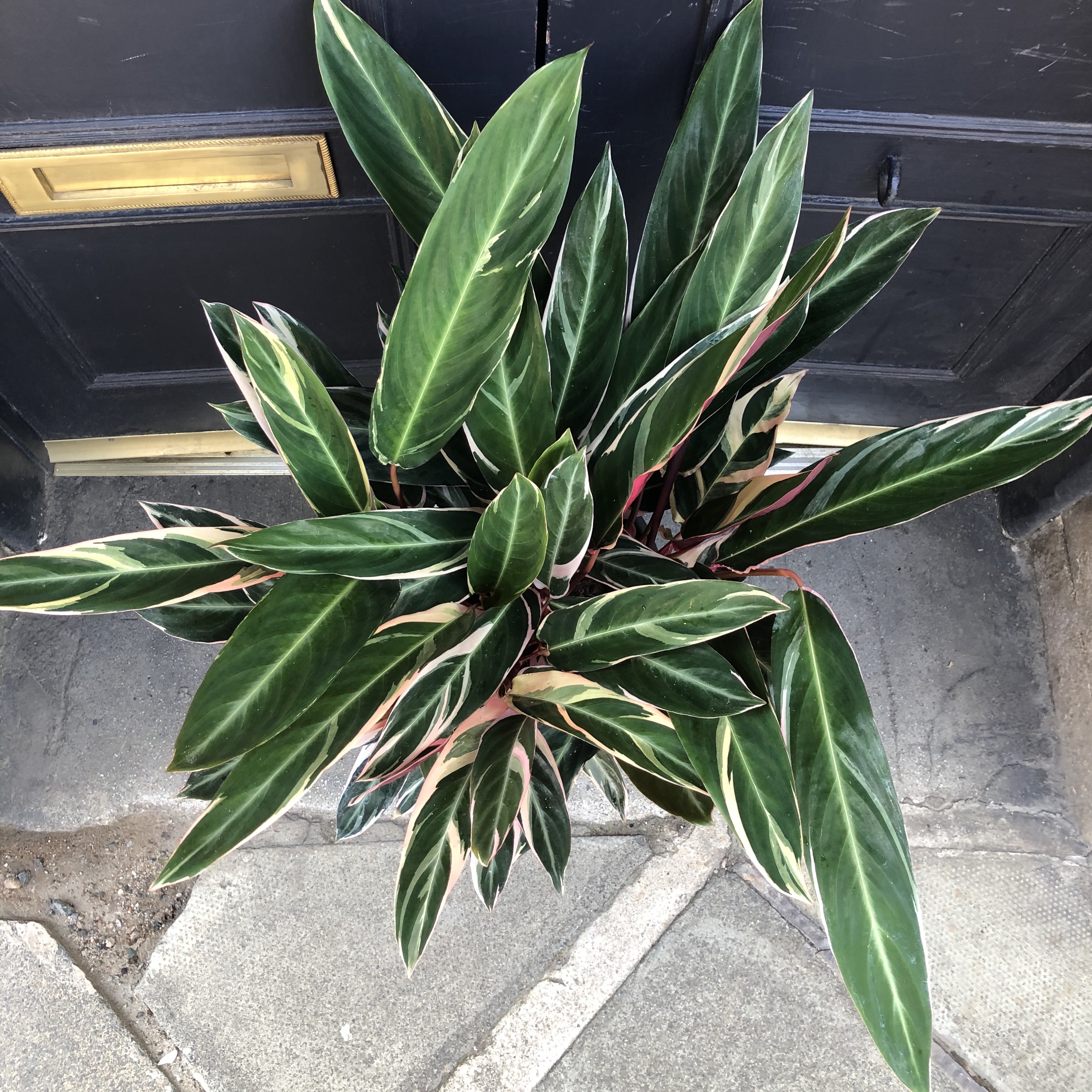 Stromanthe ‘Triostar’ (85cm) grow urban.