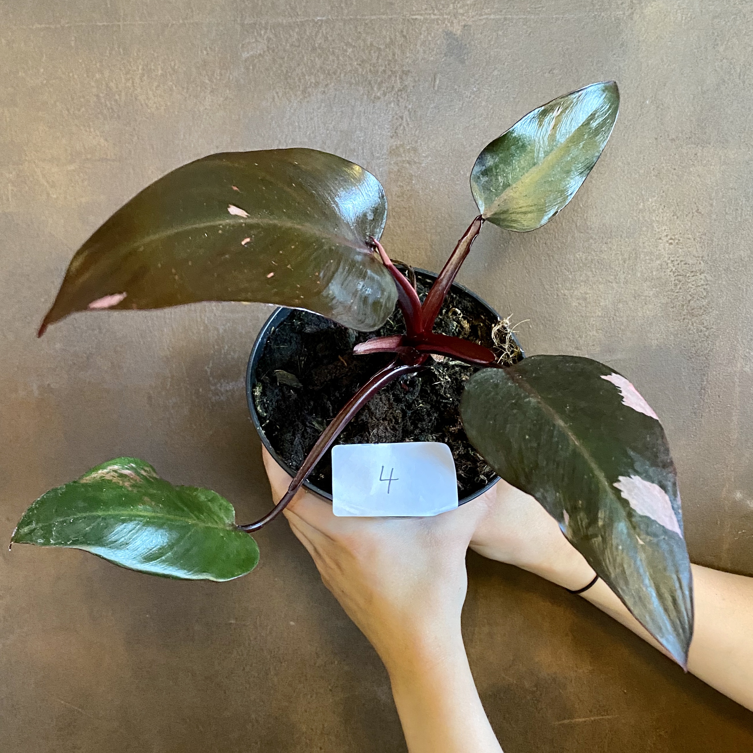 Philodendron ‘pink Princess Grow Urban