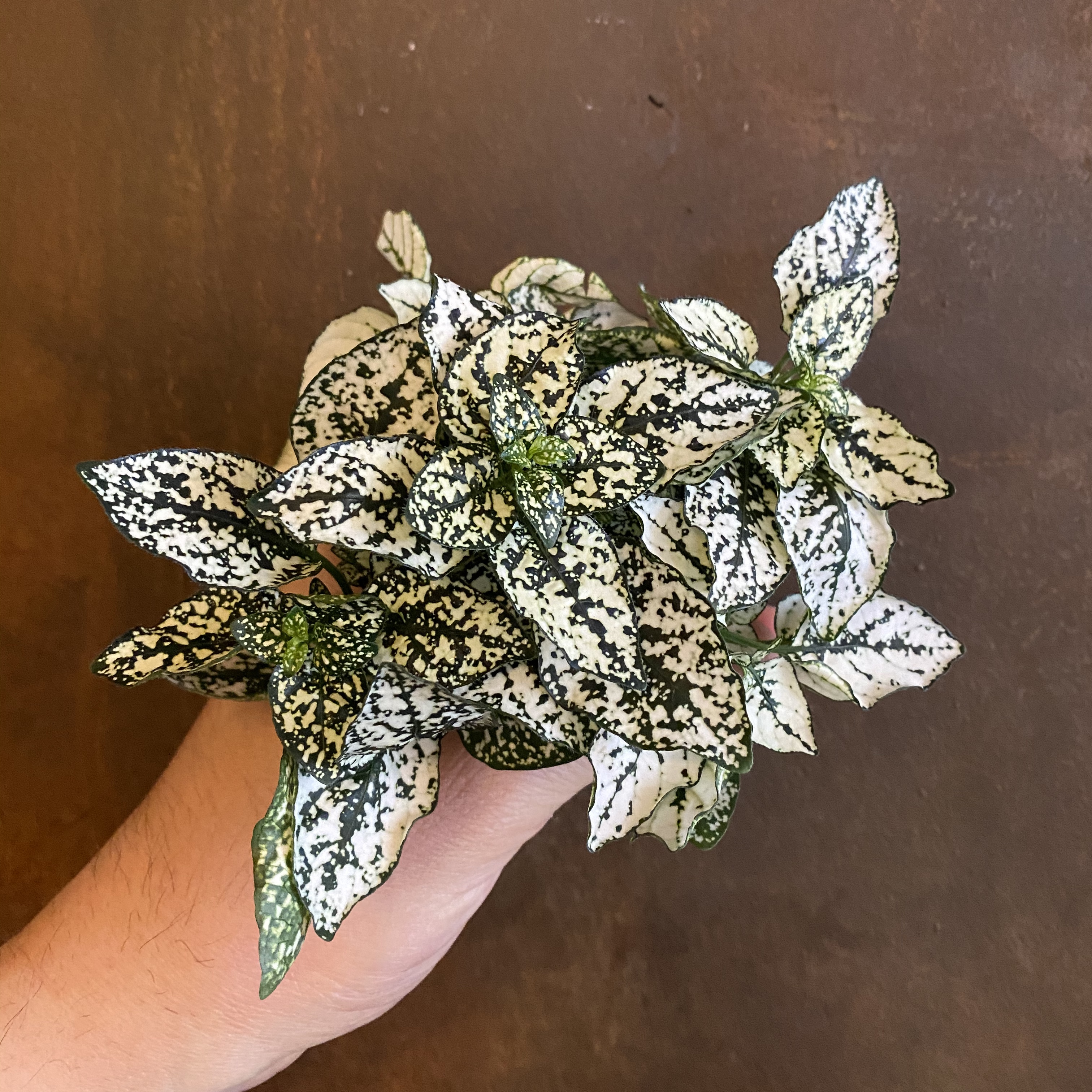 Hypoestes phyllostachya grow urban.