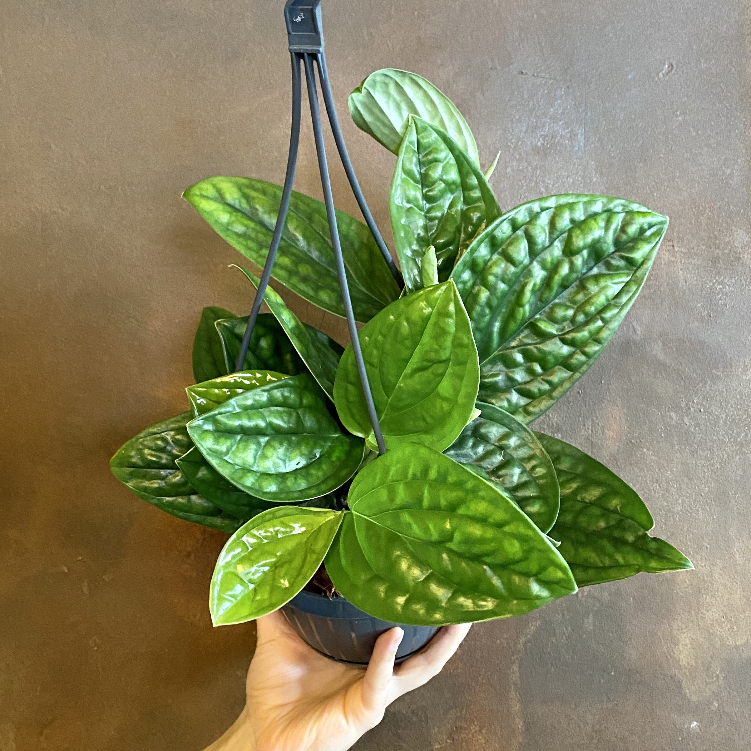 Epipremnum ‘Marble Planet’ (hanging) - grow urban.