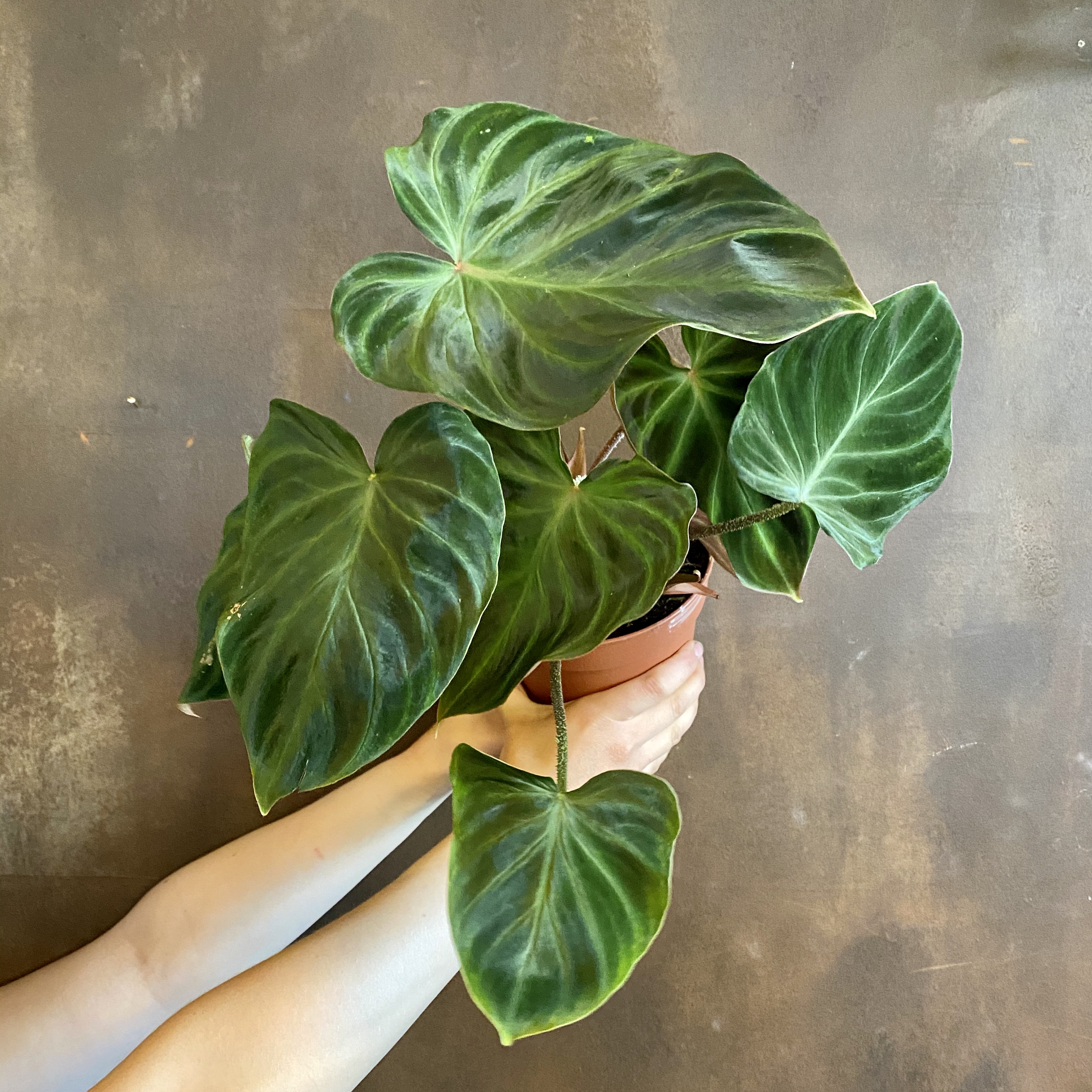 Philodendron Verrucosum Grow Urban