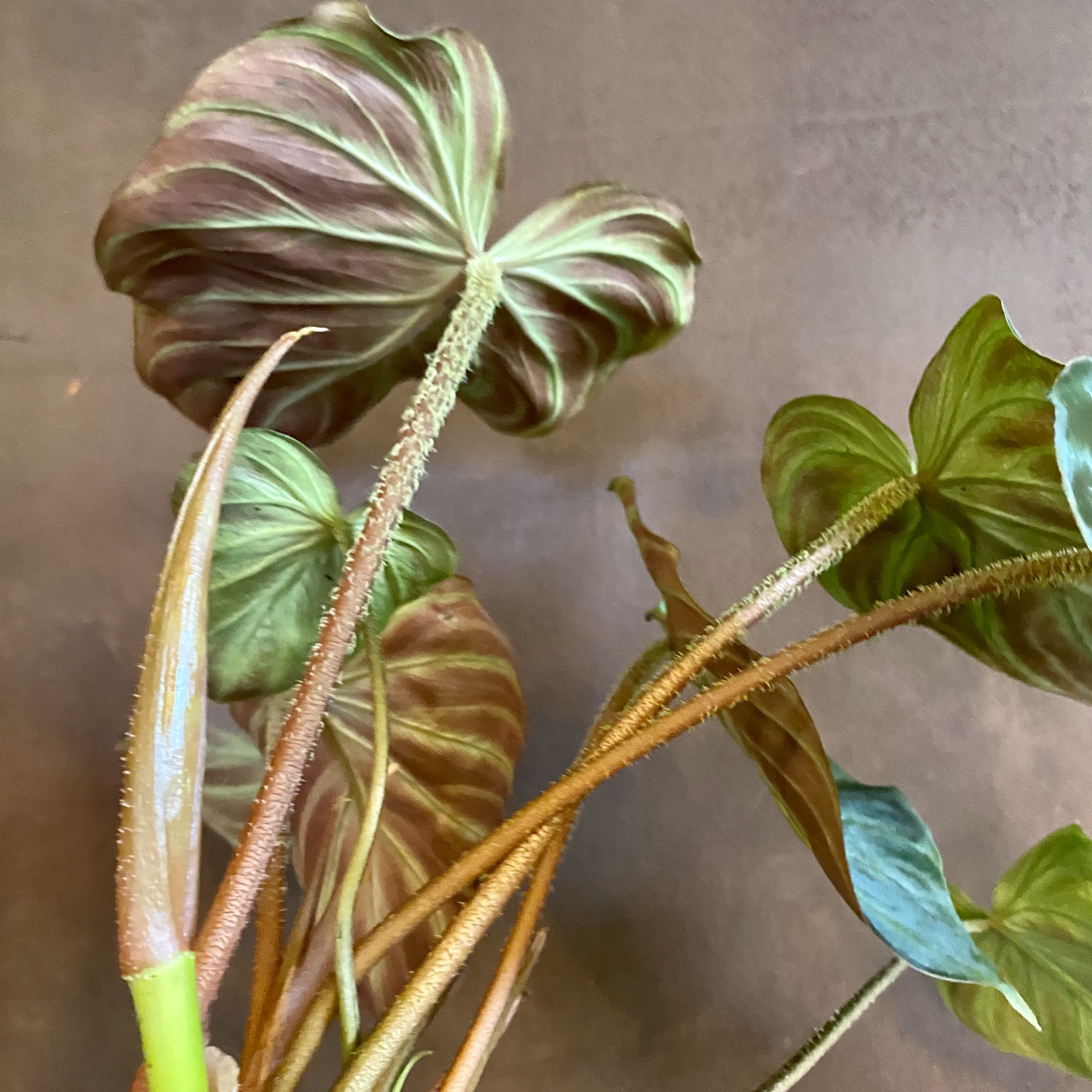 Philodendron verrucosum - grow urban.