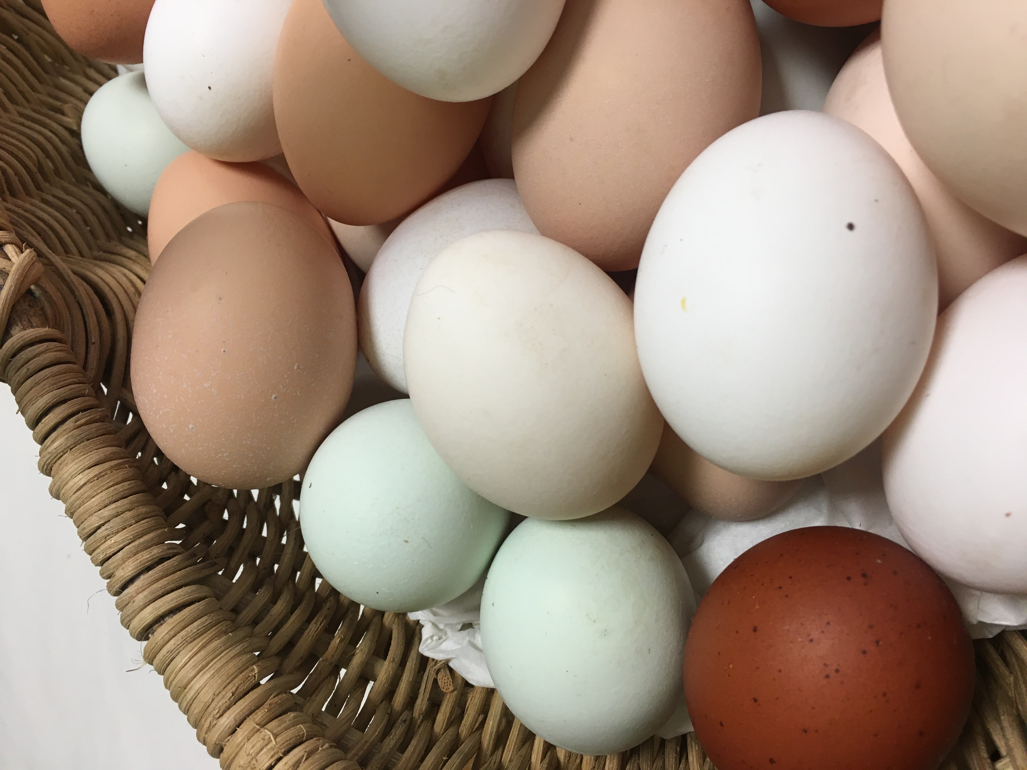 6 Free Range Chicken Eggs