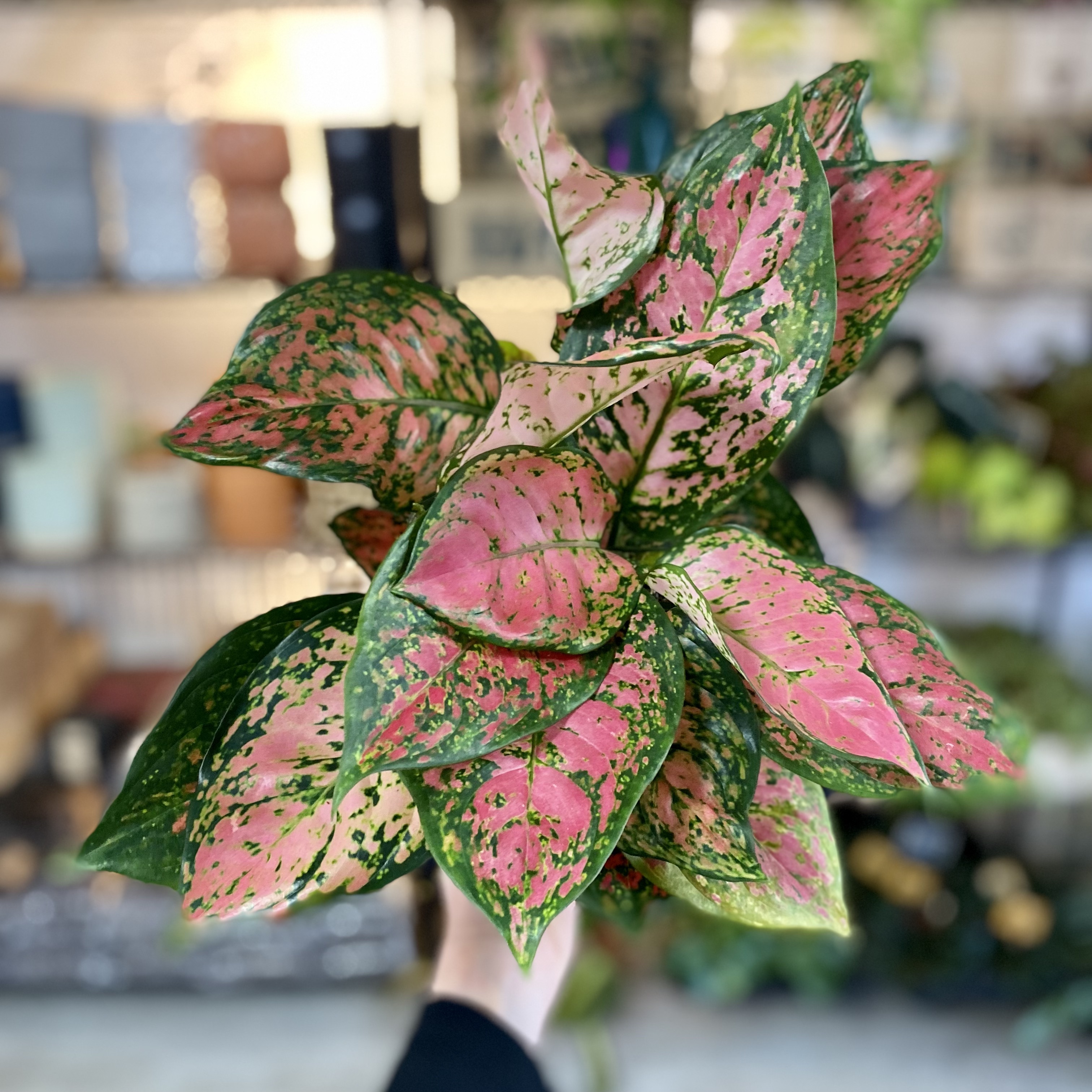 Aglaonema spotted star