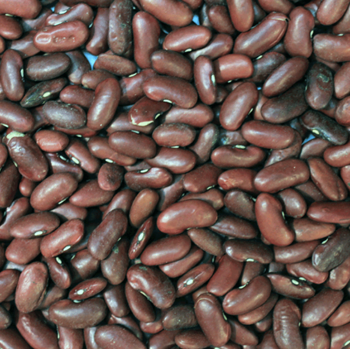 Red Kidney Beans | Organic