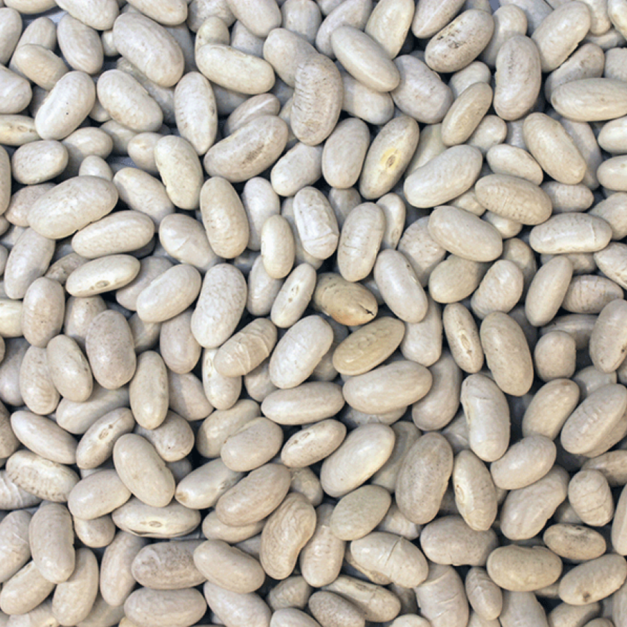 Cannellini Beans | Organic