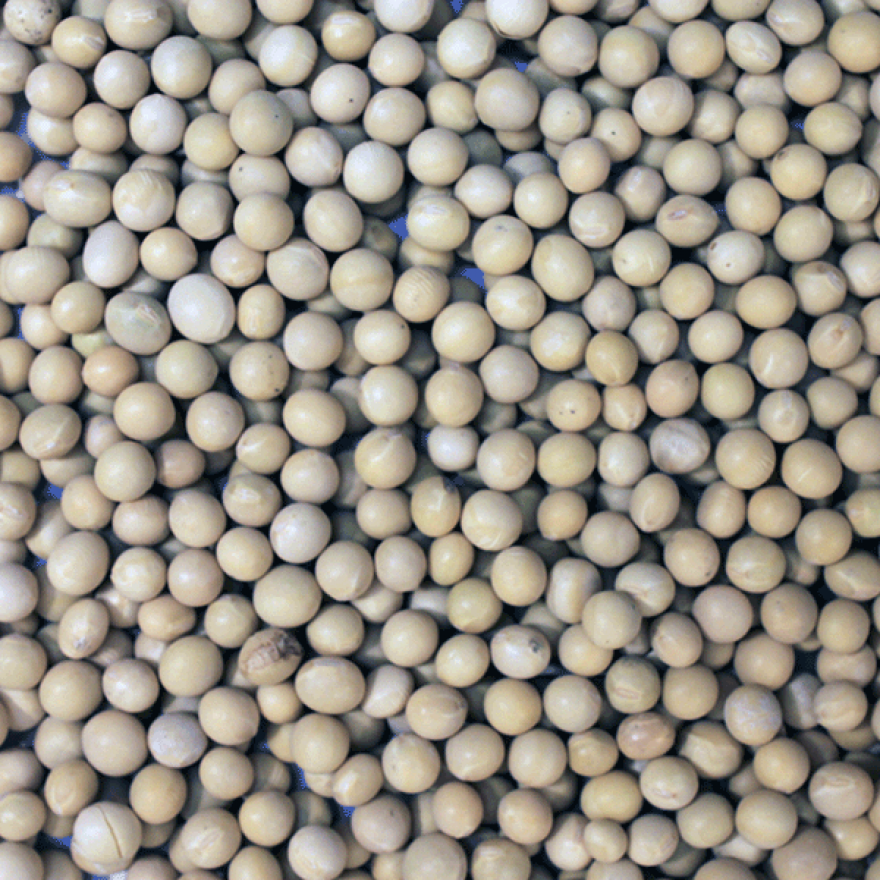 Soya Beans | Organic