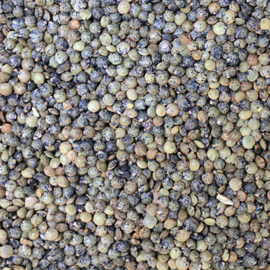 French Dark Speckled Lentils | Organic