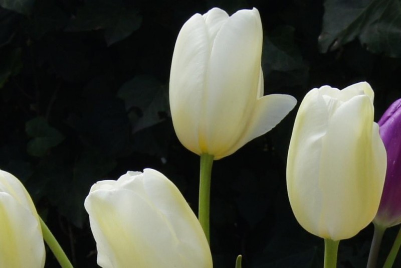Tulipa 'Catharina', luomu