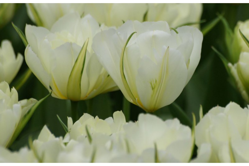 Tulipa 'Exotic Emperor', luomu