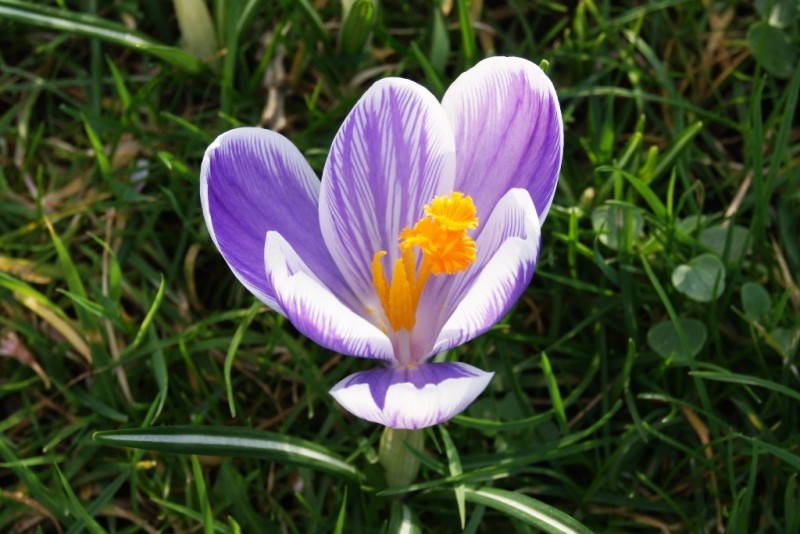 Crocus 'King of Striped', luomu